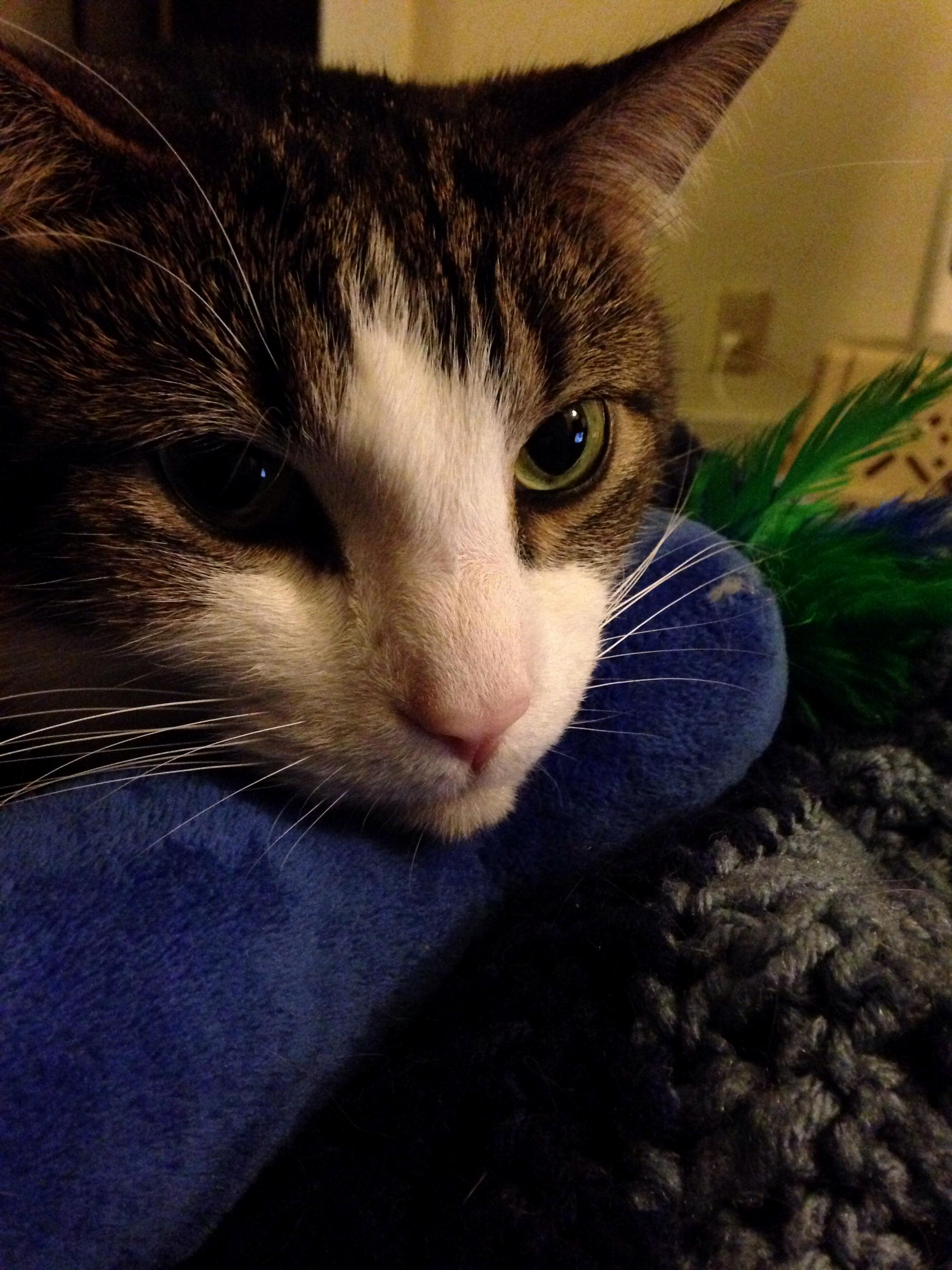 I Never Knew Cats Liked Stuffed Animals Until Klaus Got Attached to This One
