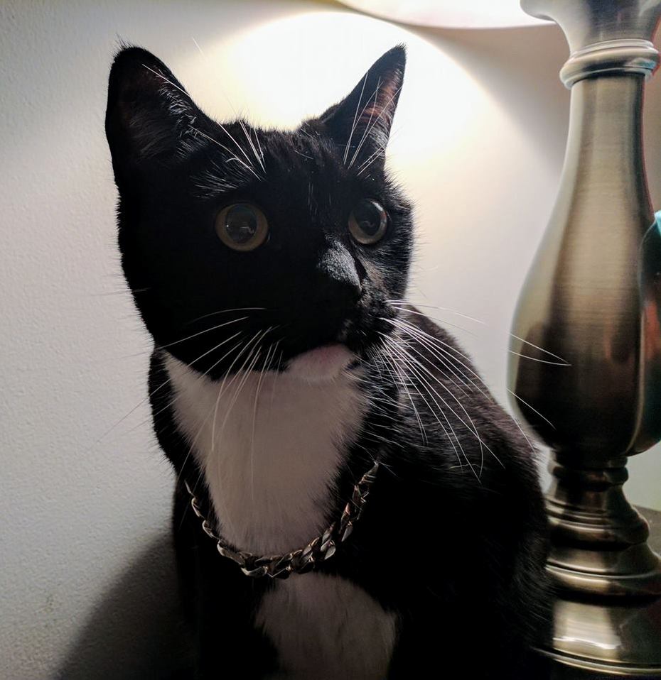 I Put My Bracelet on Cooper and Now He Looks Like Bout to Drop the Hottest Album of 2017.