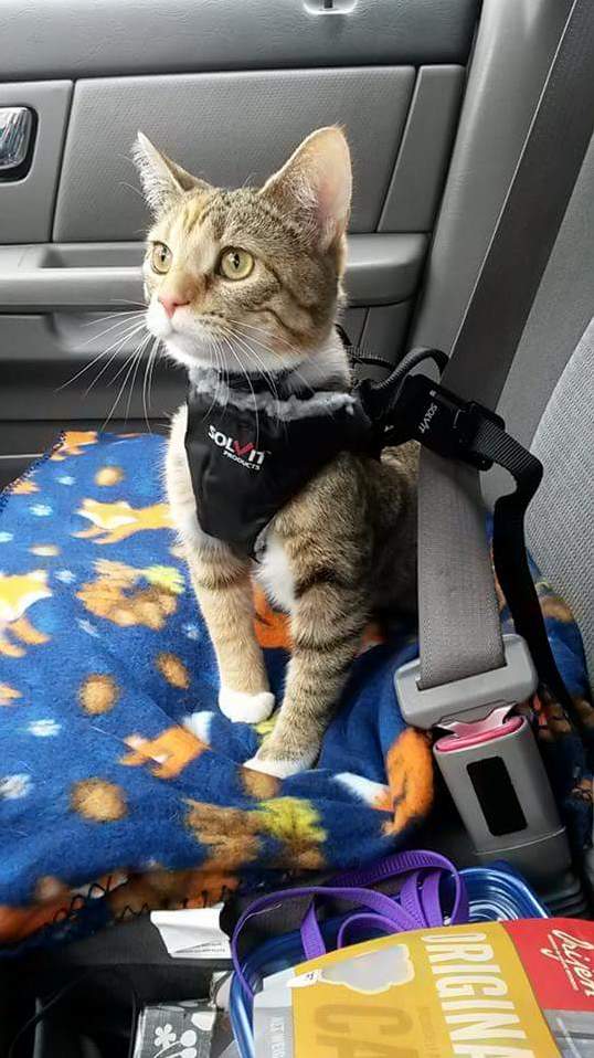 I Taught My Cynder to Walk on a Leash and Ride in My Car with a Seatbelt Harness. This Is One of My Favorite Pictures of Her Adventuring.