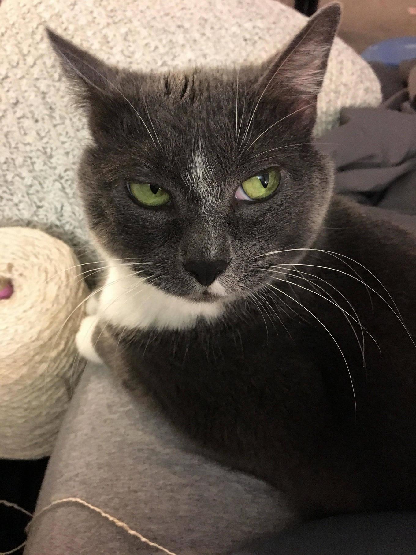 I Think I Caught Someone Plotting Something Evil Regarding My Crochet.