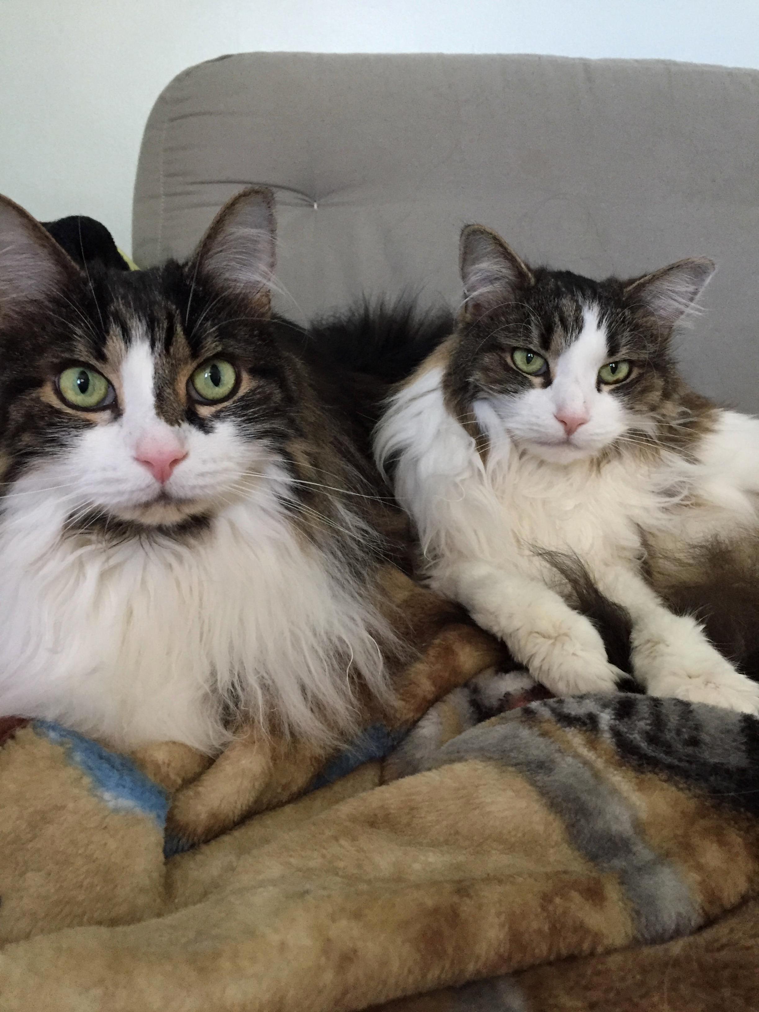 I Think Its Time I Shared This Adorable Pair with You All - Sasha Lucy - Siblings