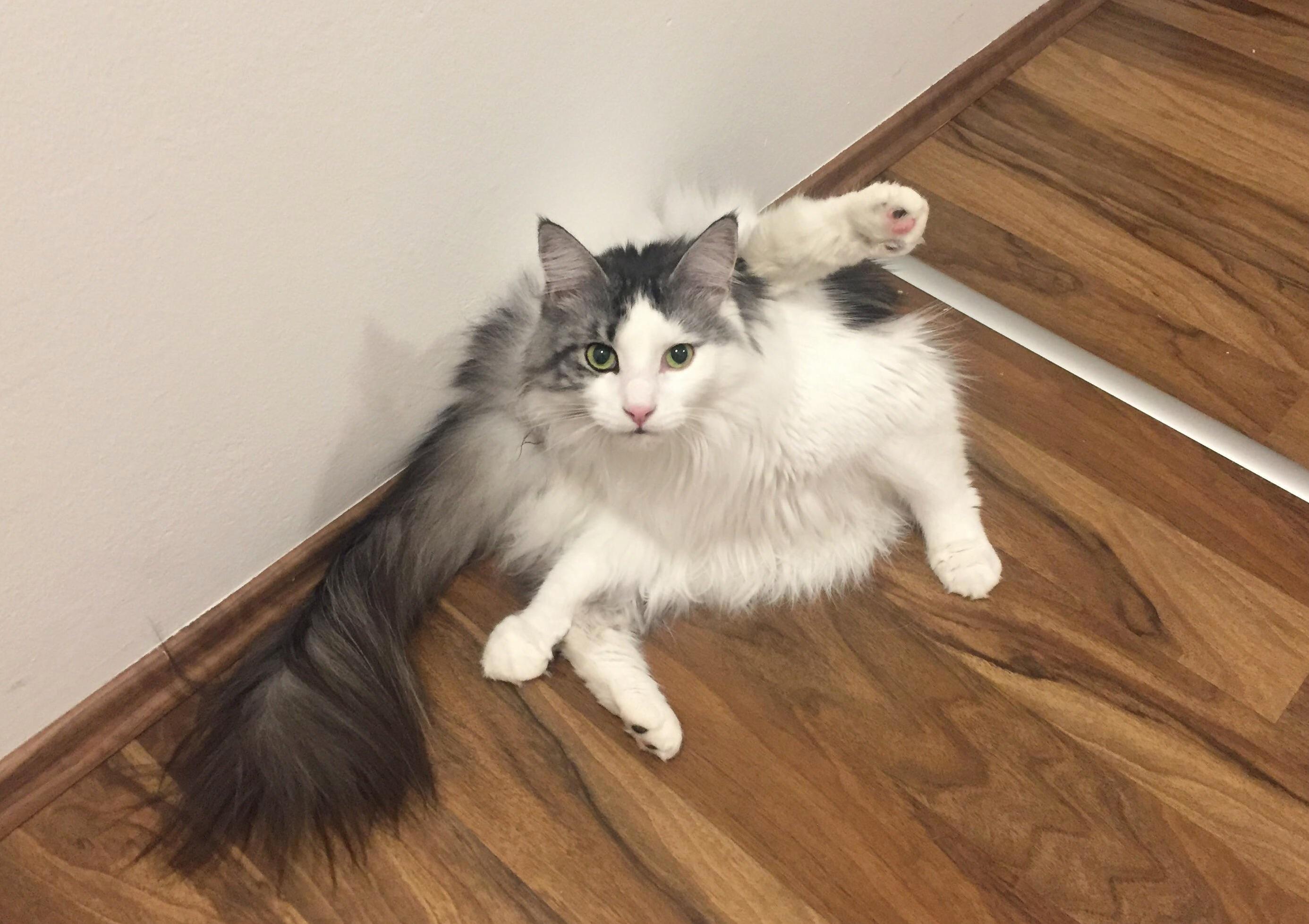 I Think My Cat Is Broken..