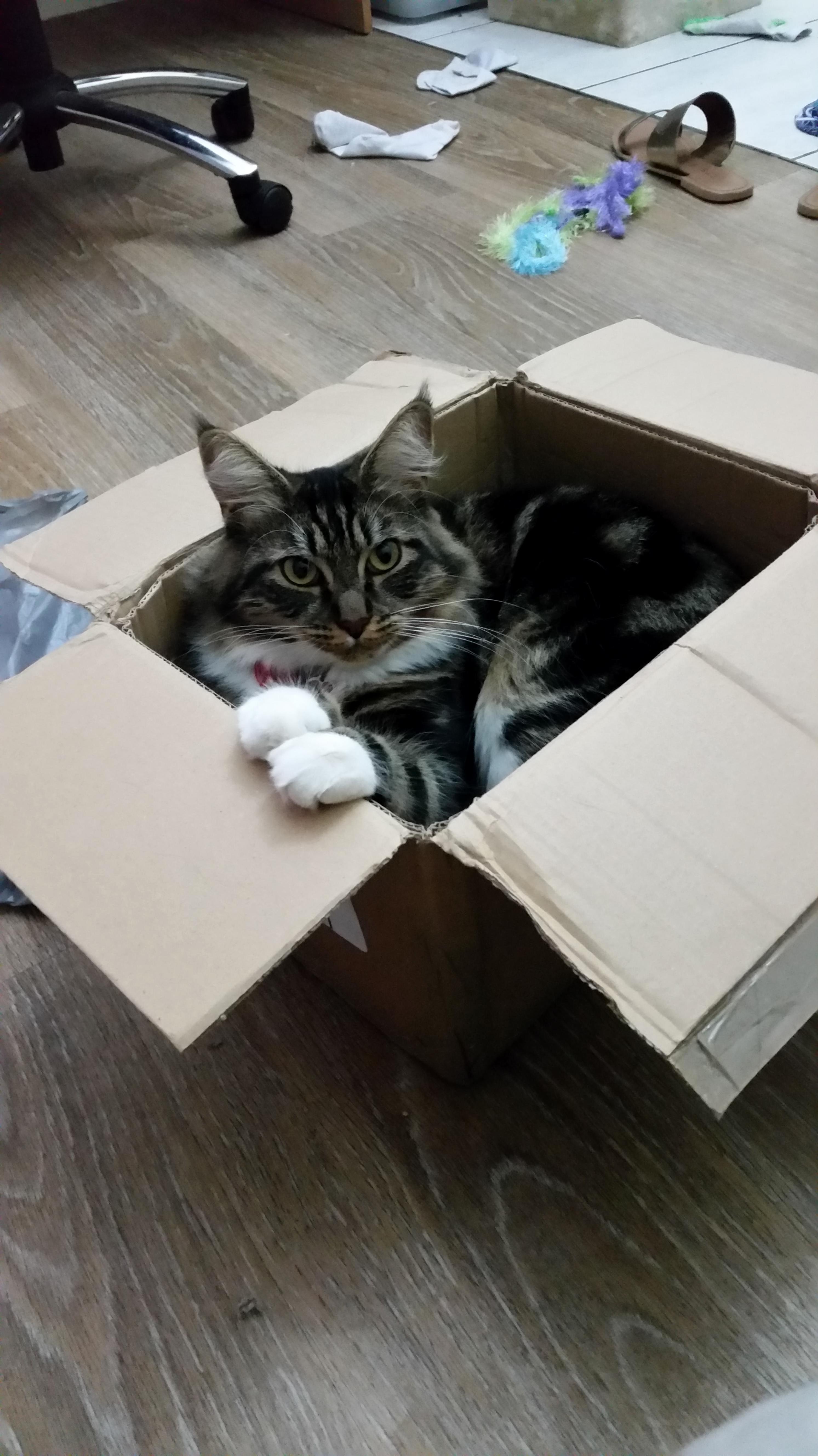 I Told Someone Ruby Has a Cat Bed. She Actually Has Two.