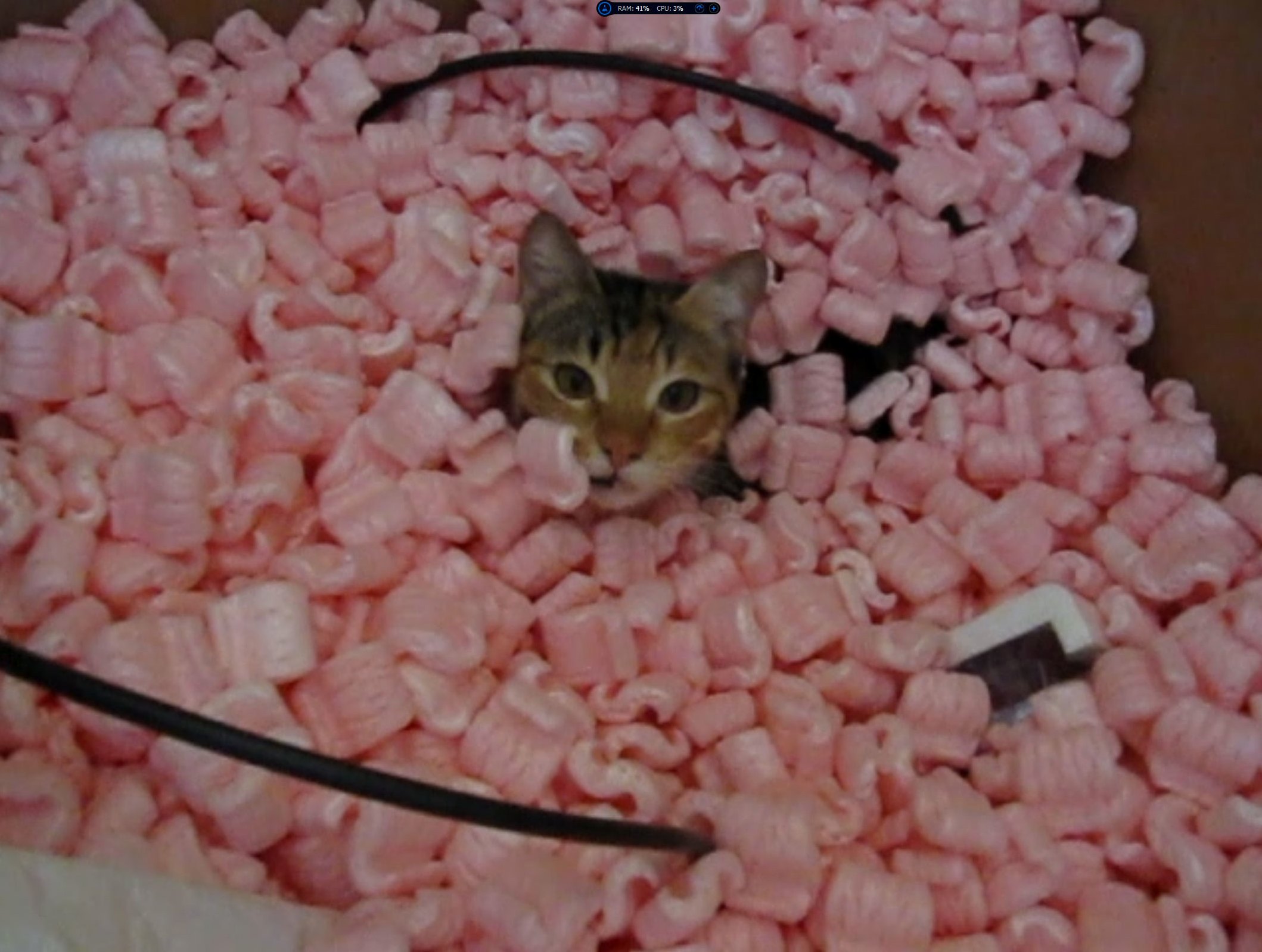 I Too Have a Cat That Is Fascinated with Styrofoam in Boxes Video in Comments