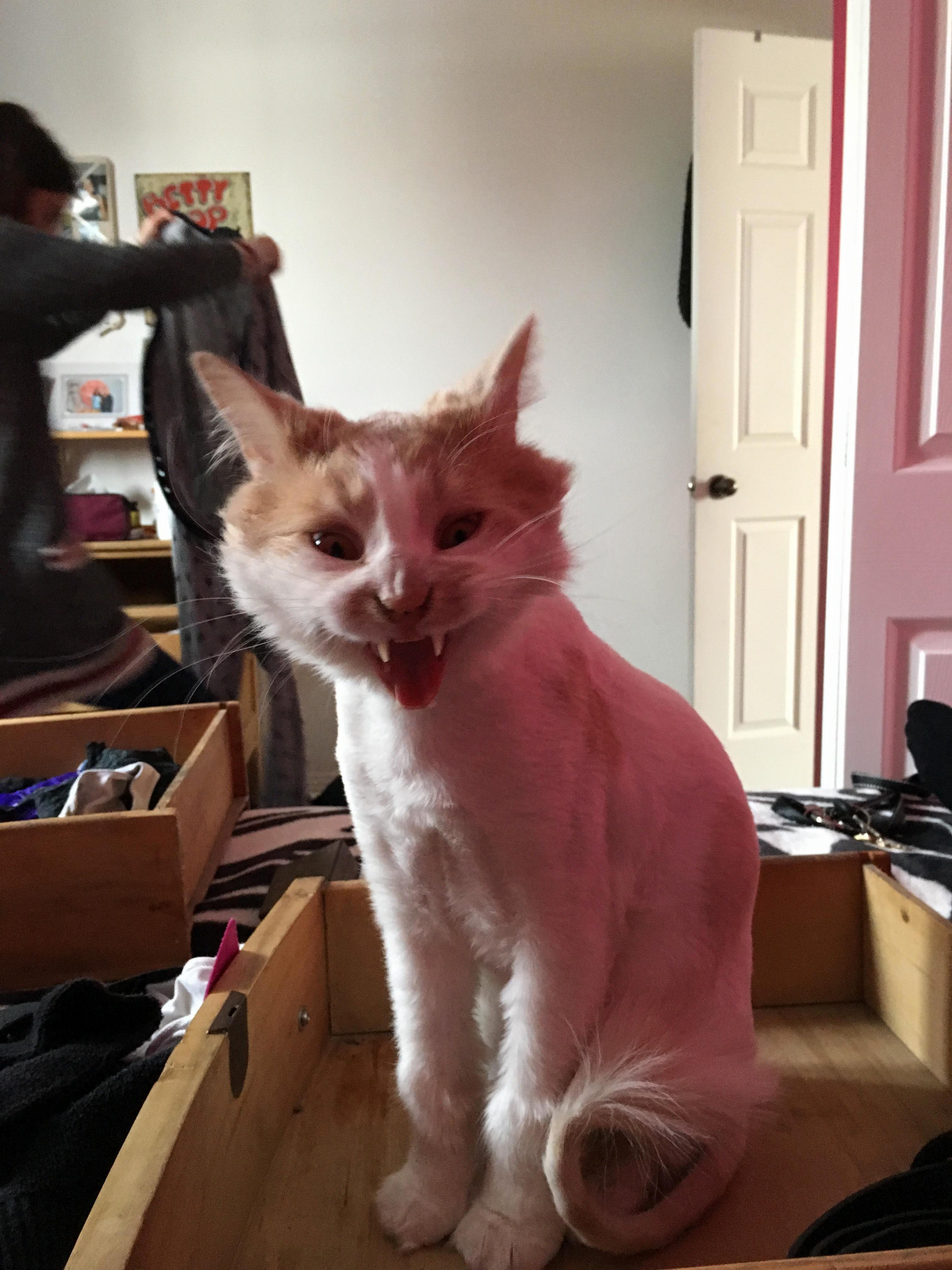 I Took a Picture of My Girlfriends Cat Mid-yawn