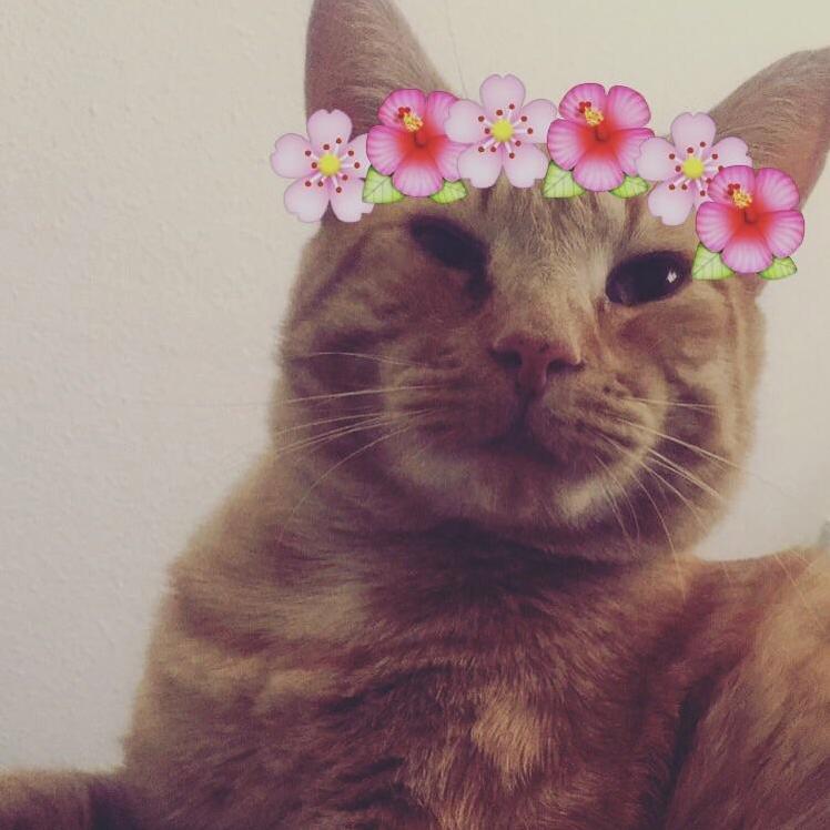 I Ve Finally Found the Appropriate Use for the Flower Crown Filter.