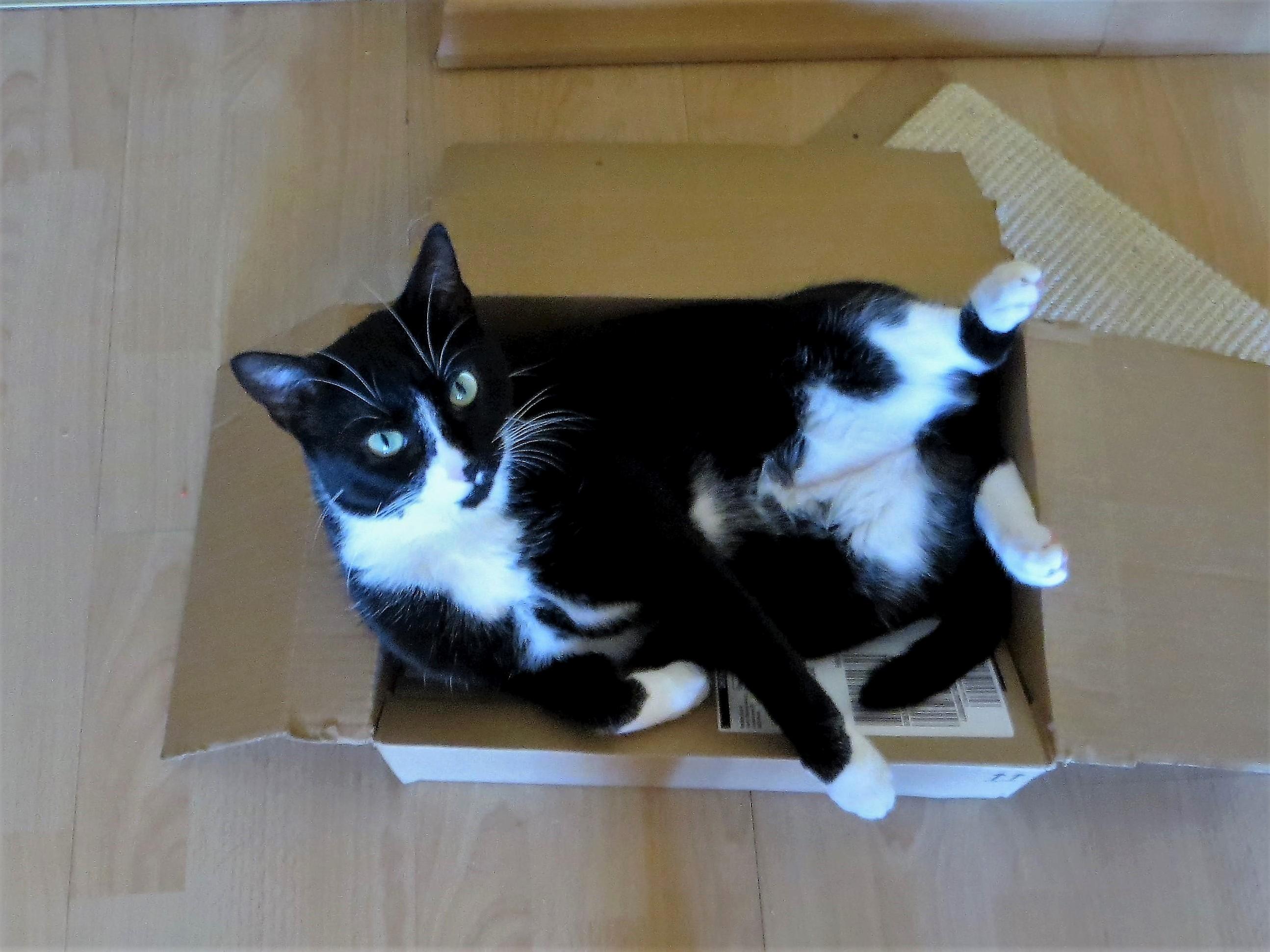I Ve Had Better Fitting Boxes Mom