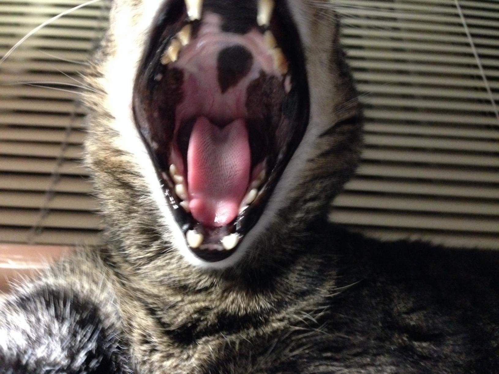 I Ve Never Seen the Inside of My Cats Mouth Before