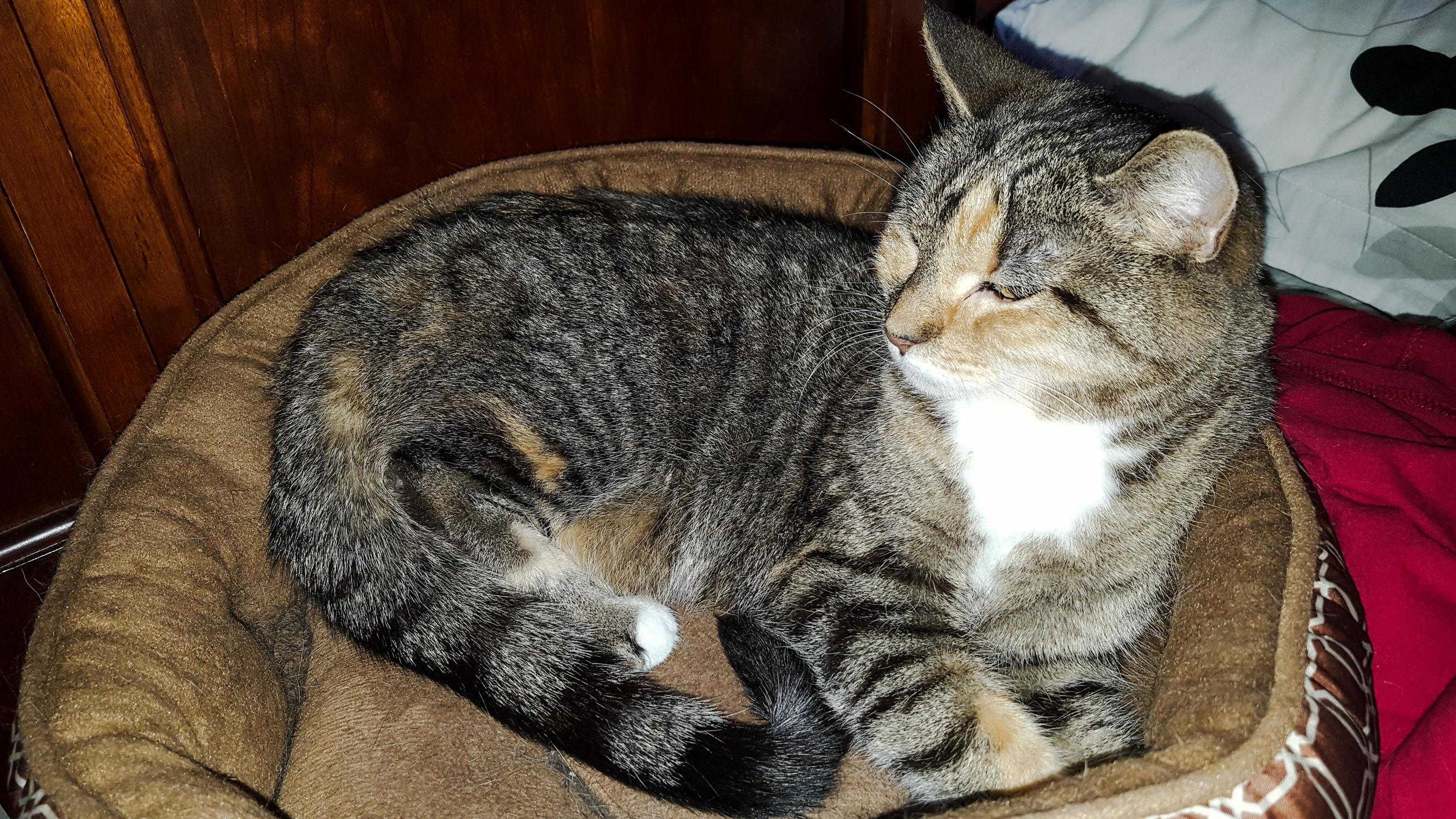 I Was Unfortunately Forced to Euthanise My Sweet Sierra This Morning. Here Is the Last Picture I Took of Her. I Love You Always My Sweet Girl.