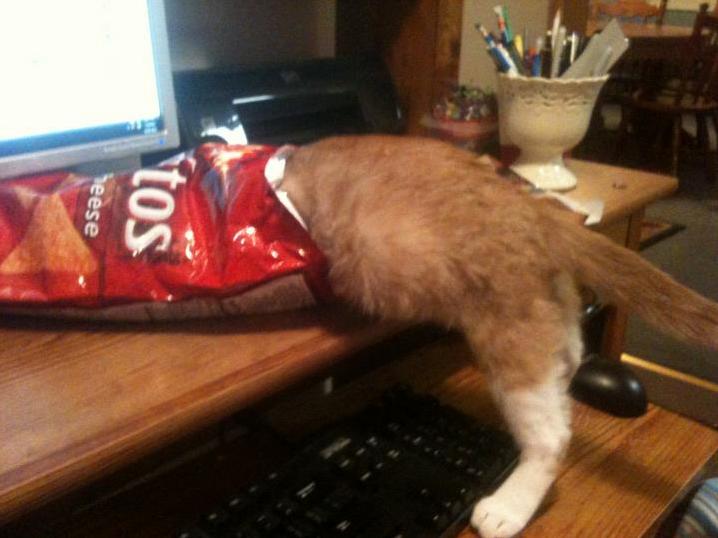I Was Wondering Why the Inside Bag Wrapper Wasnt Cheddar Sprinkled