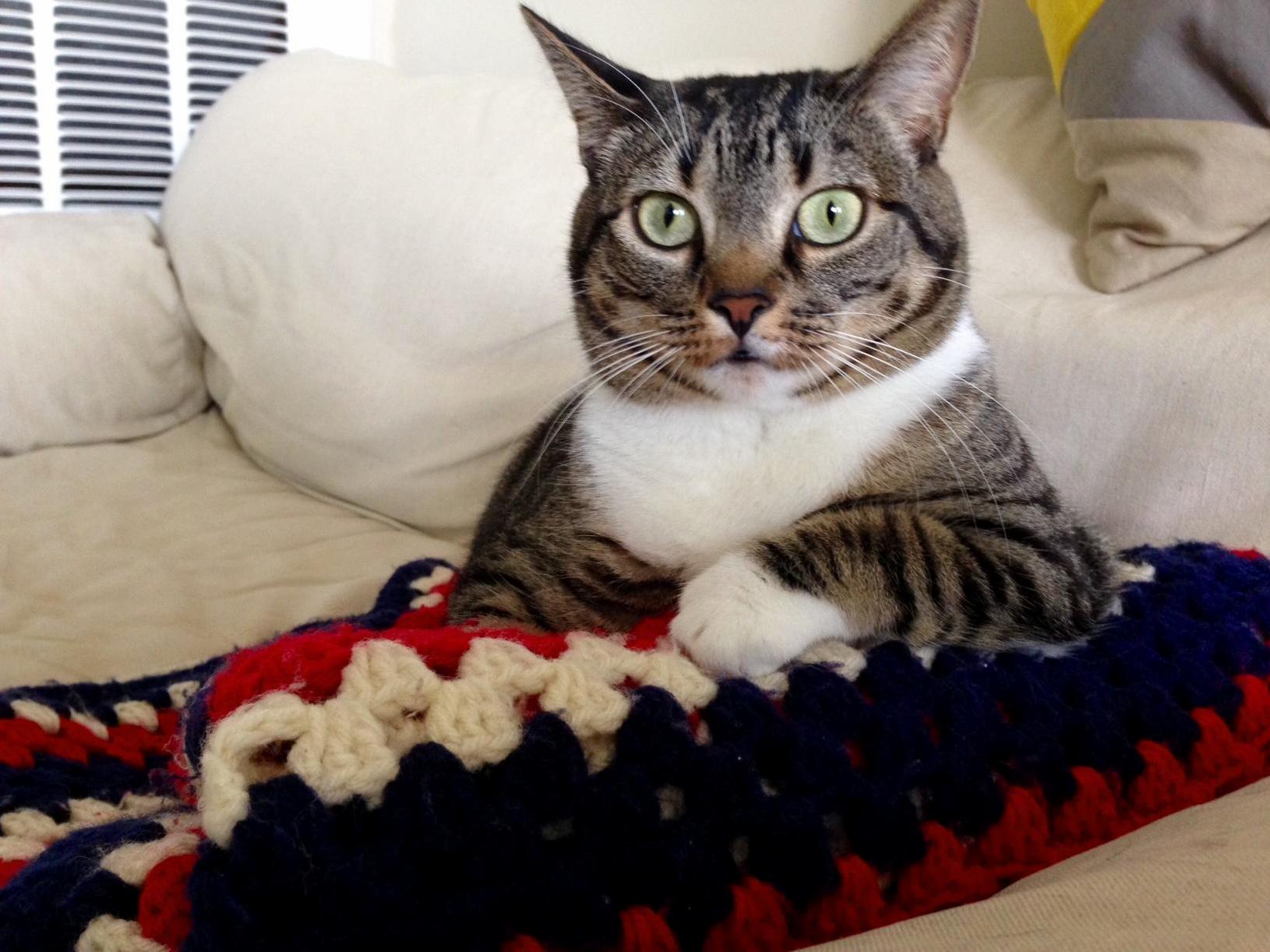 If My Cat Needed a Yearbook Photo ID Use This One