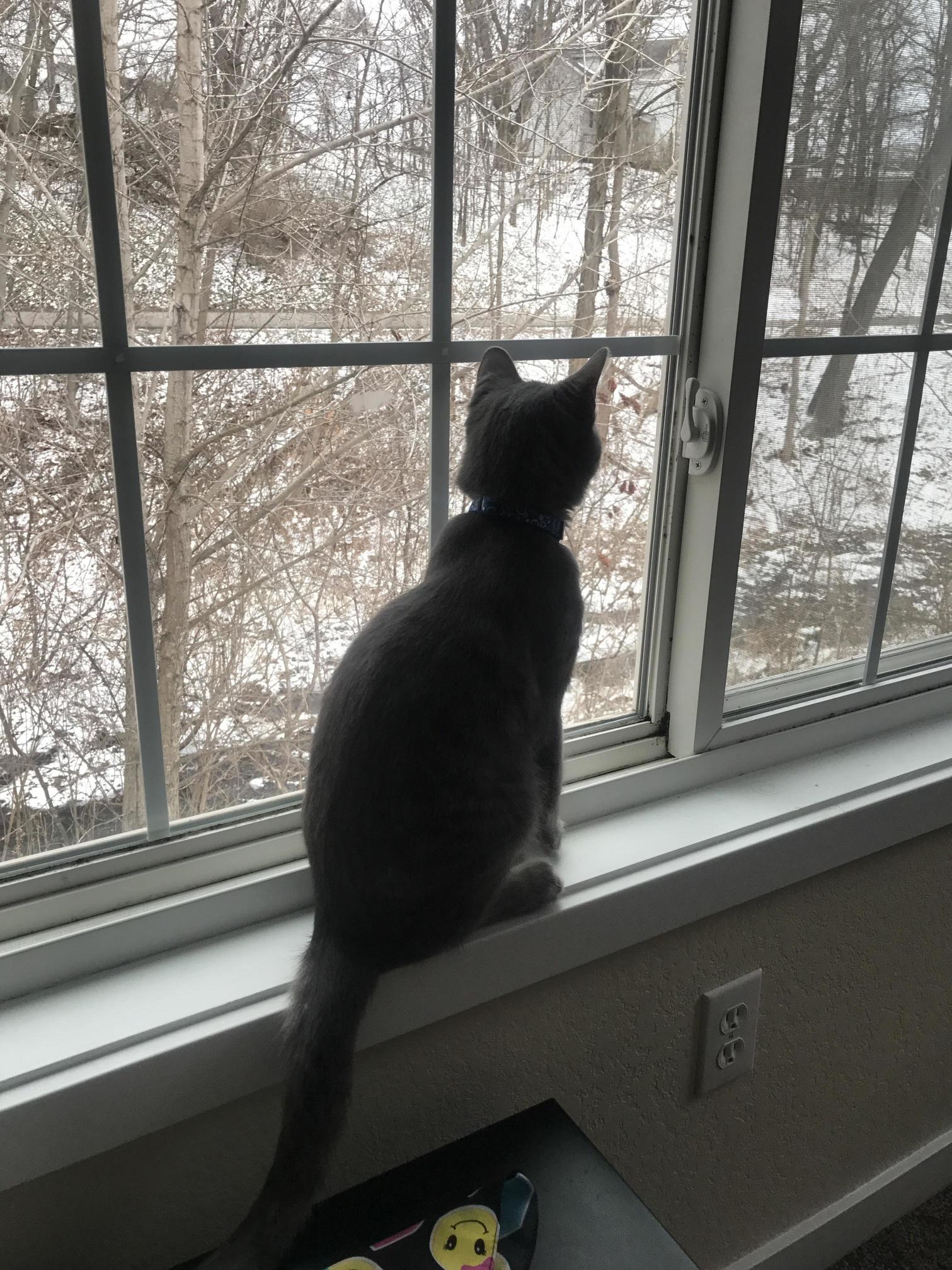 Im Cat-sitting for Spring Break Its Name Is Yoda.