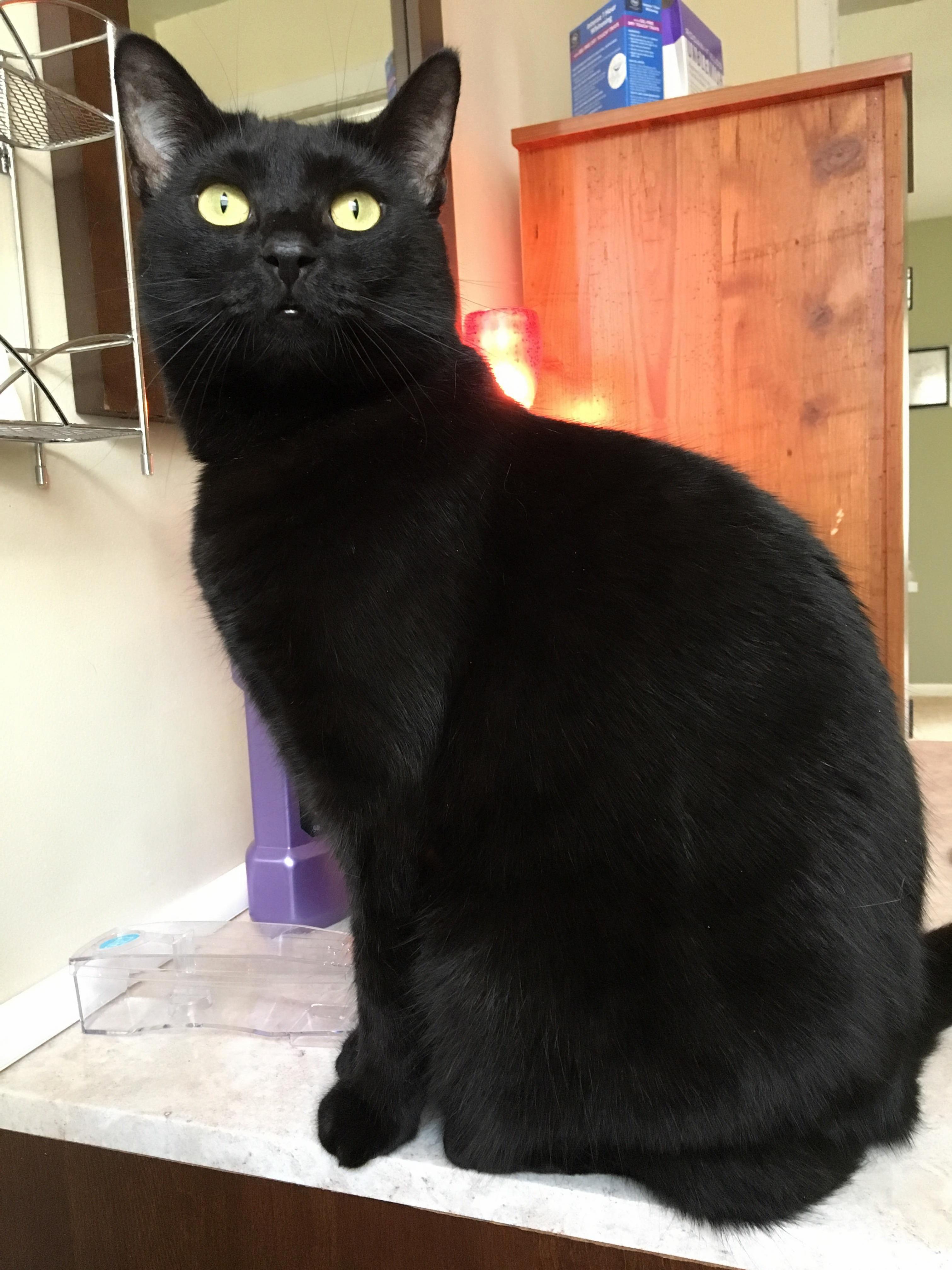 Im Not Bad Luck Im Gorgeous....my Baby Nox