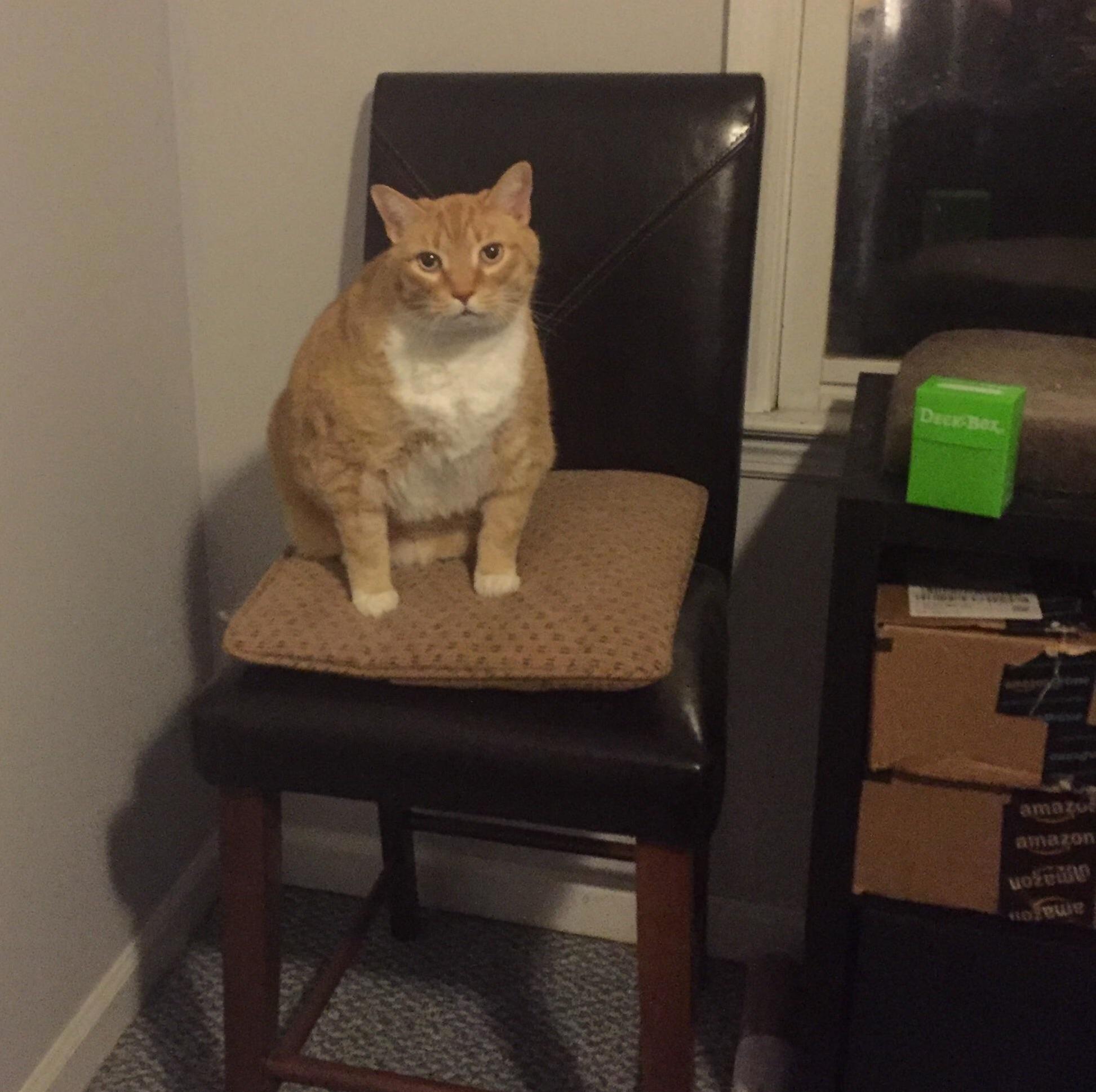 Im Ready to Play Some Magic the Gathering. Deal Me in Nerds. X-post Rdelightfullychubby