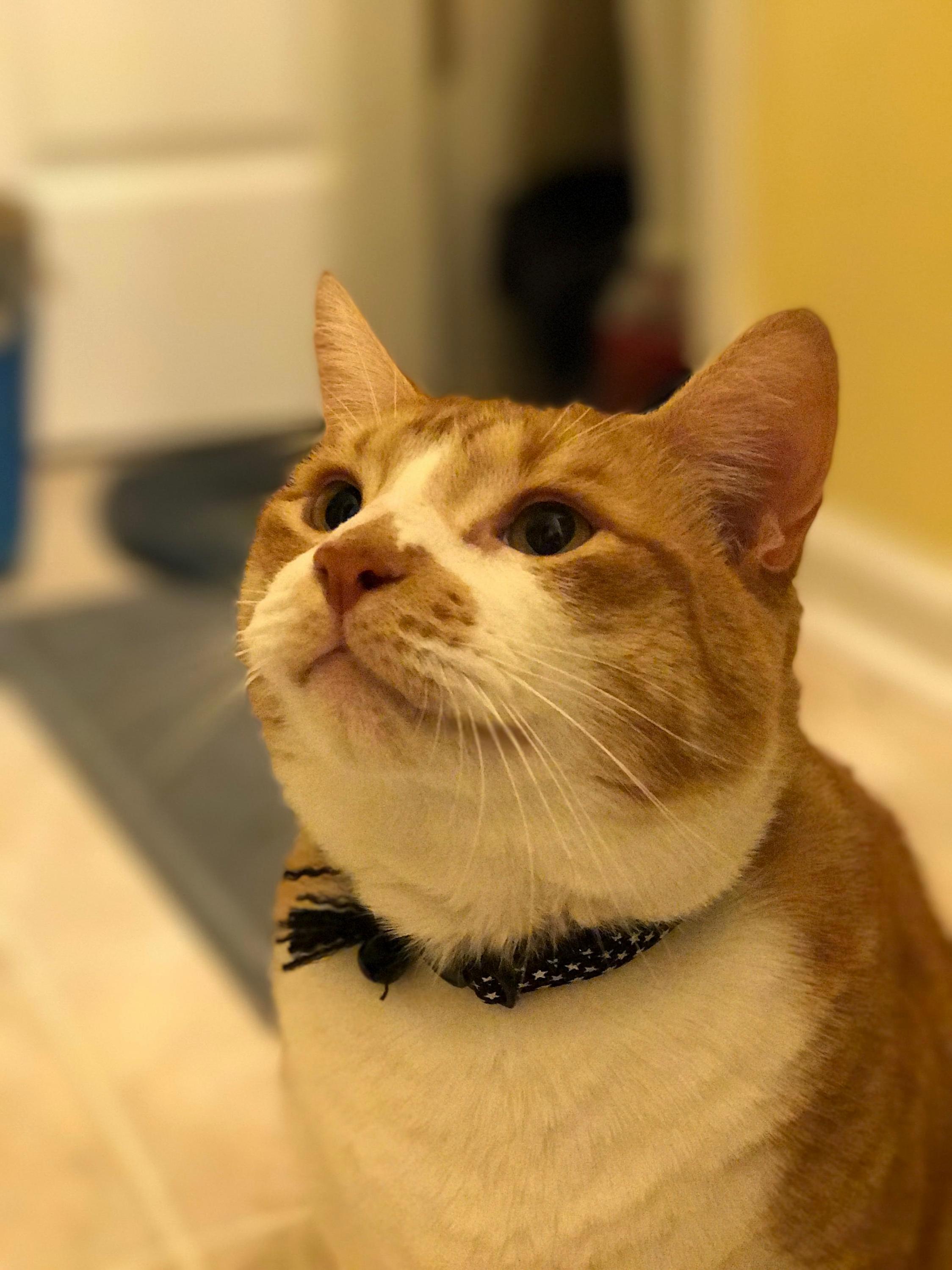 Im So Happy Youre Home Now Pet Me.