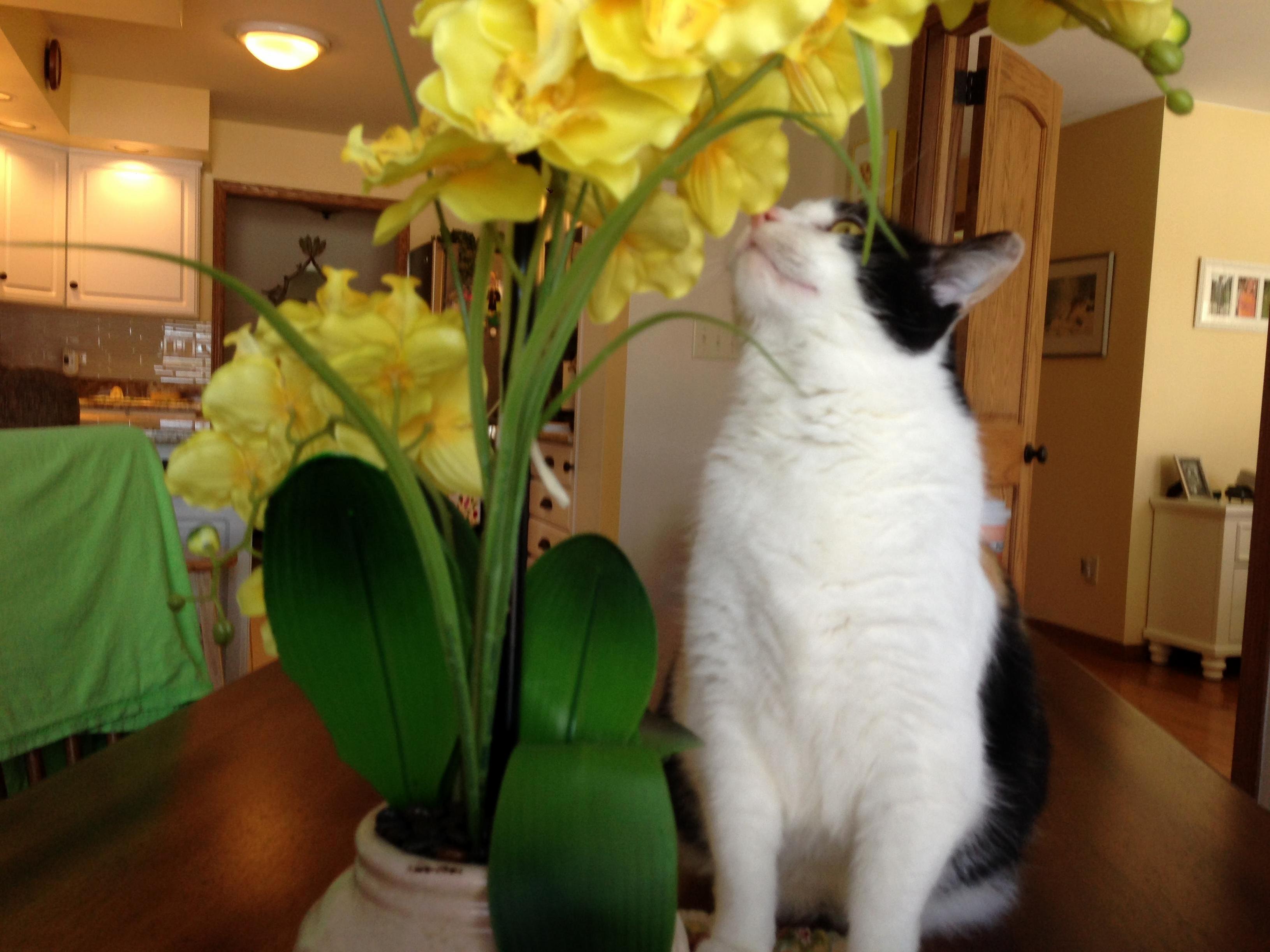 In the Winter There Is Only Plastic Plants to Smell.
