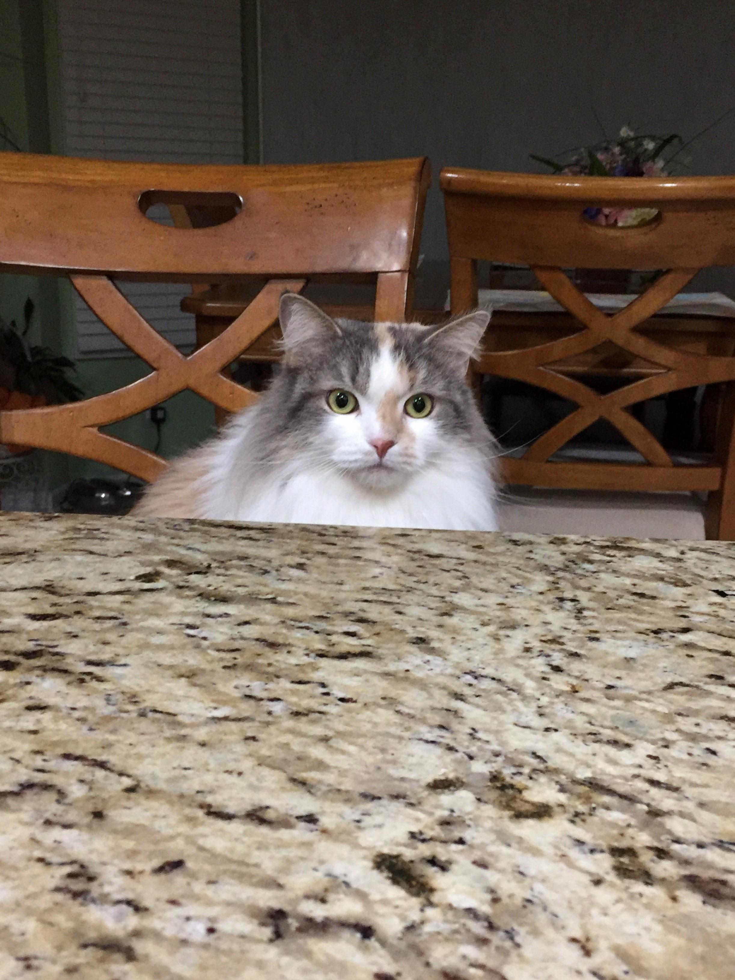 Is That the Can Opener I Hear