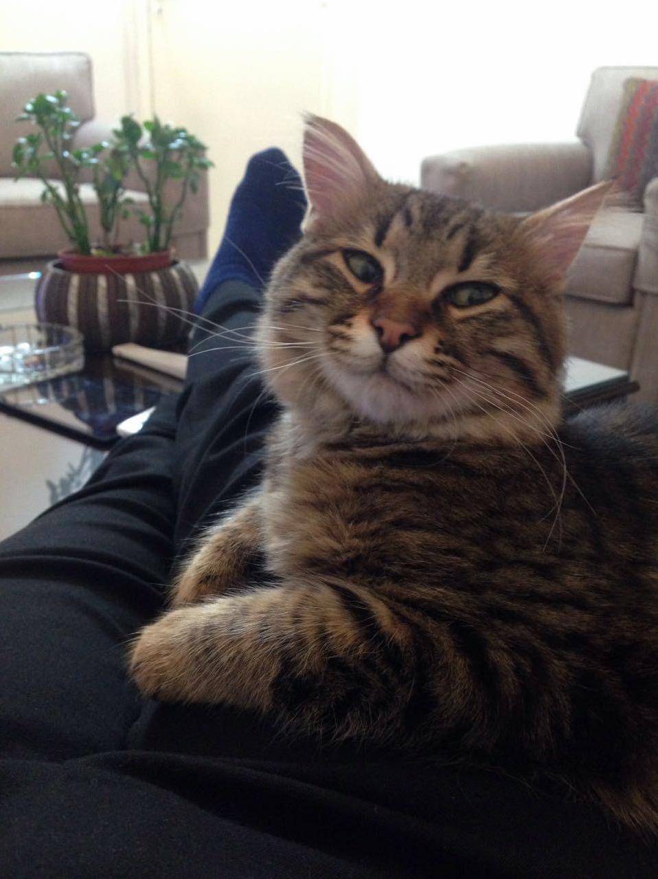 Is This a Maine Coon or an Angora