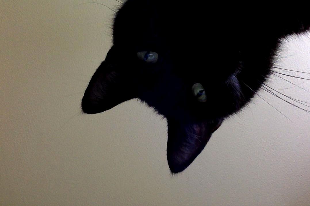 It Is I the One and Only Catman I Come Back Leaving My Laptop Screen Open and This Is What I Come Back to
