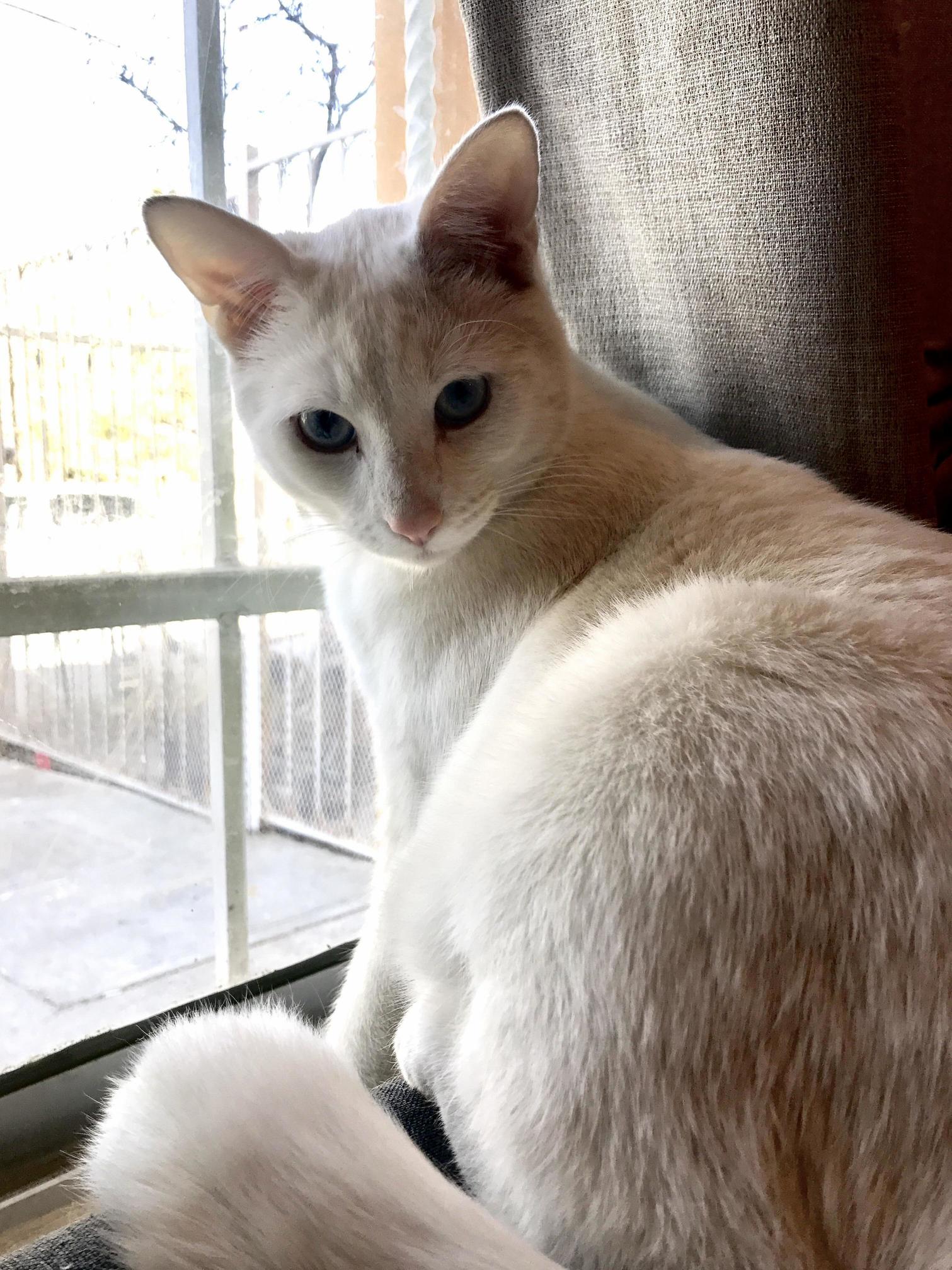 Ita Doing One of His Favorite Activities Watching Birds Through the Window.