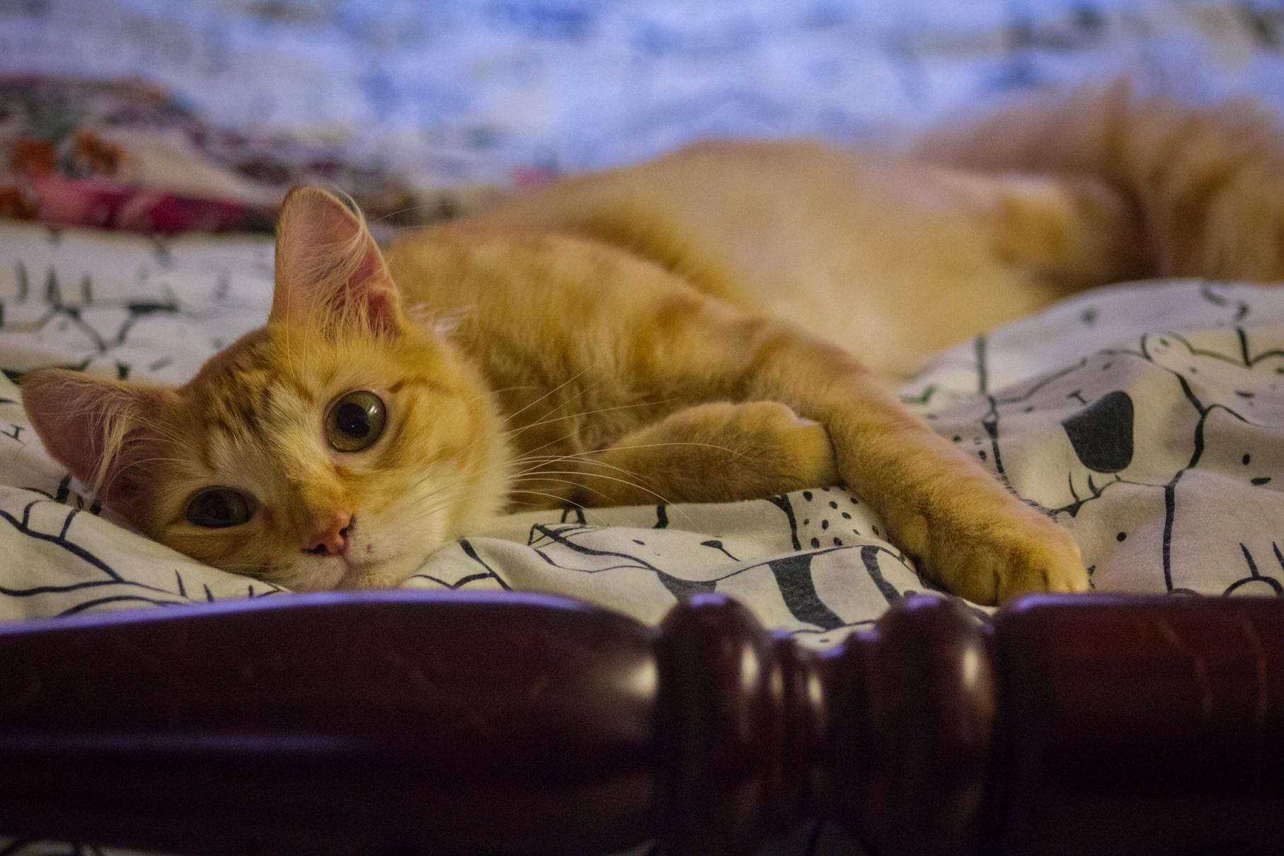 Its a Tough Life Being a Cat.