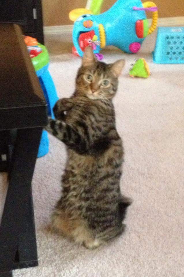 Its Been 4 Years and I Miss This Adorable Little Ball of Fur. Here Is My Favorite Photo of Her.