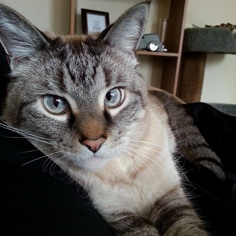 Its Been Two Years Today Since He Crossed the Rainbow Bridge. This Handsome Boy Would Ve Been 16 This Year but His Kidneys Couldnt Take It. Always in My Heart Bobo Zozo