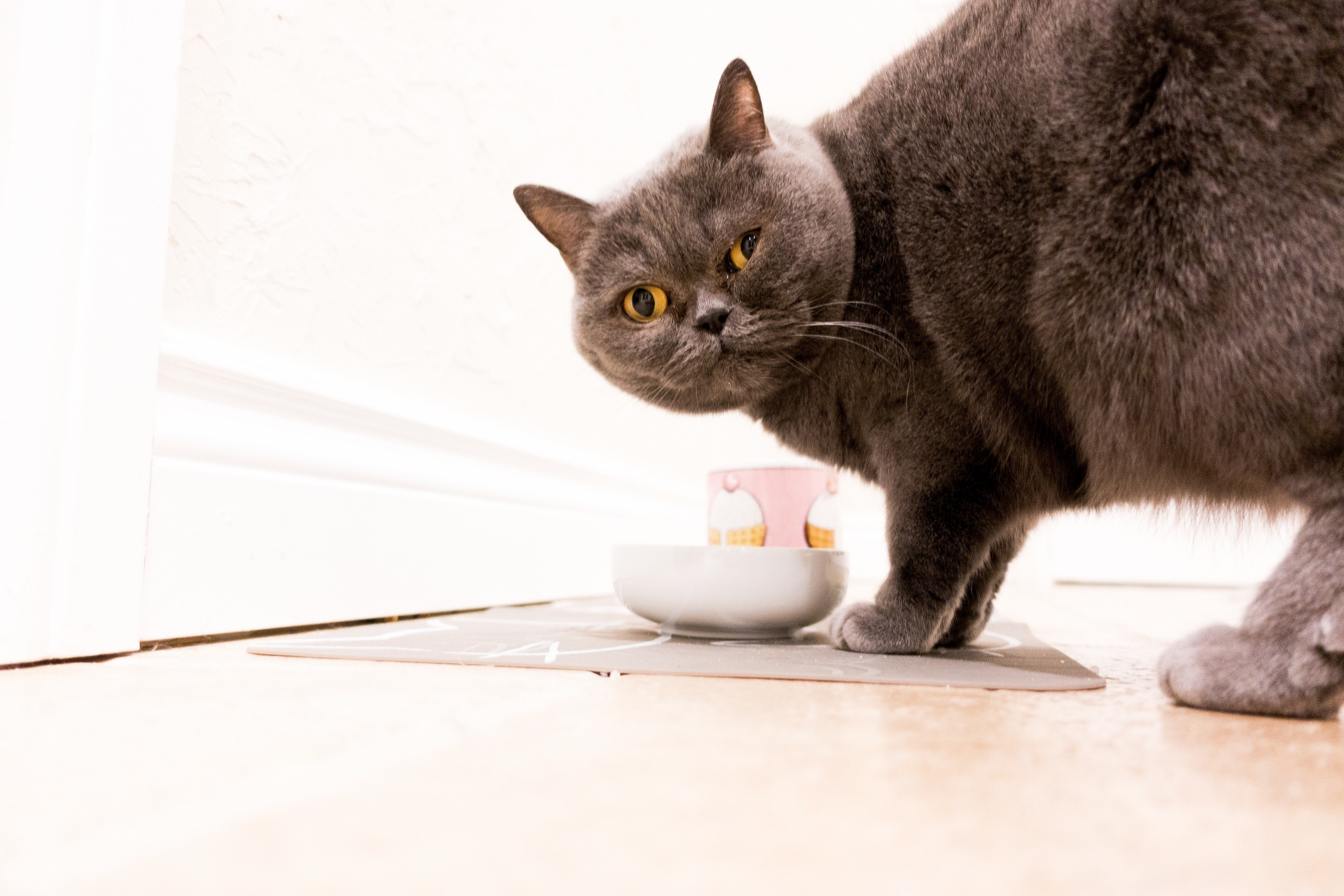 Its Dinner Time
