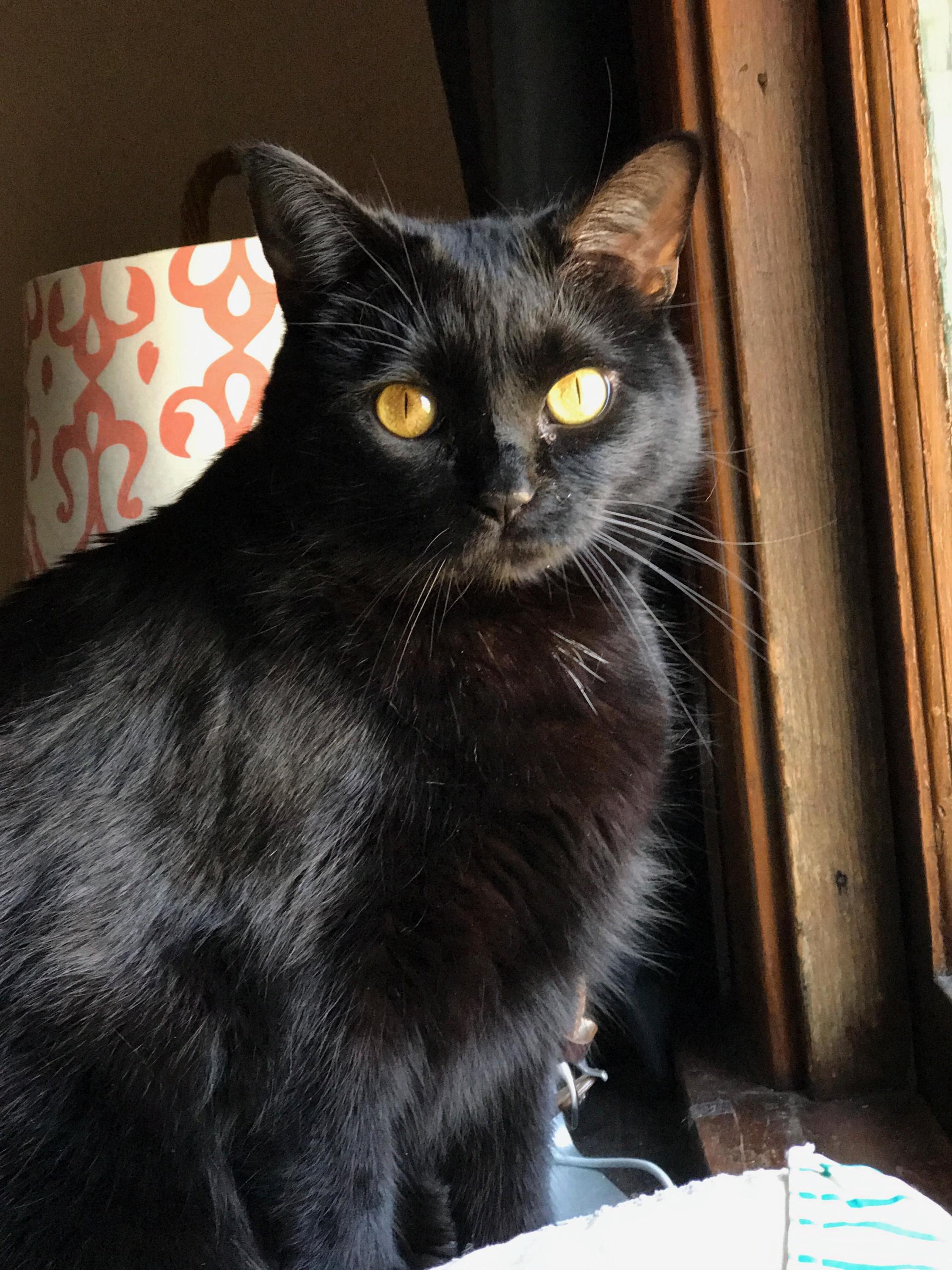 Its Not Very Often That Nibbler Sits Still Near a Good Light Source but When She Does...