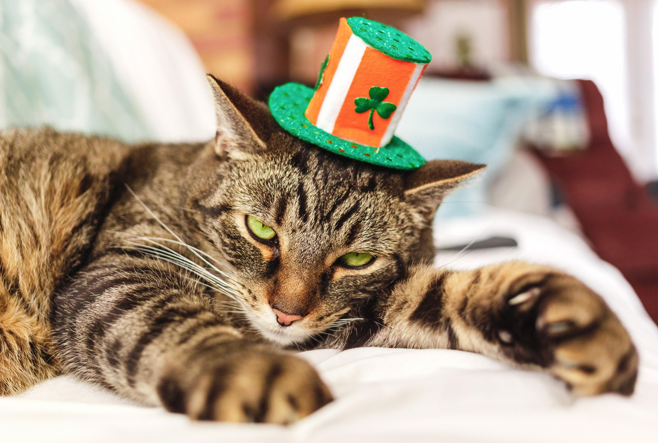 Jack Is Celebrating His Irish Heritage.