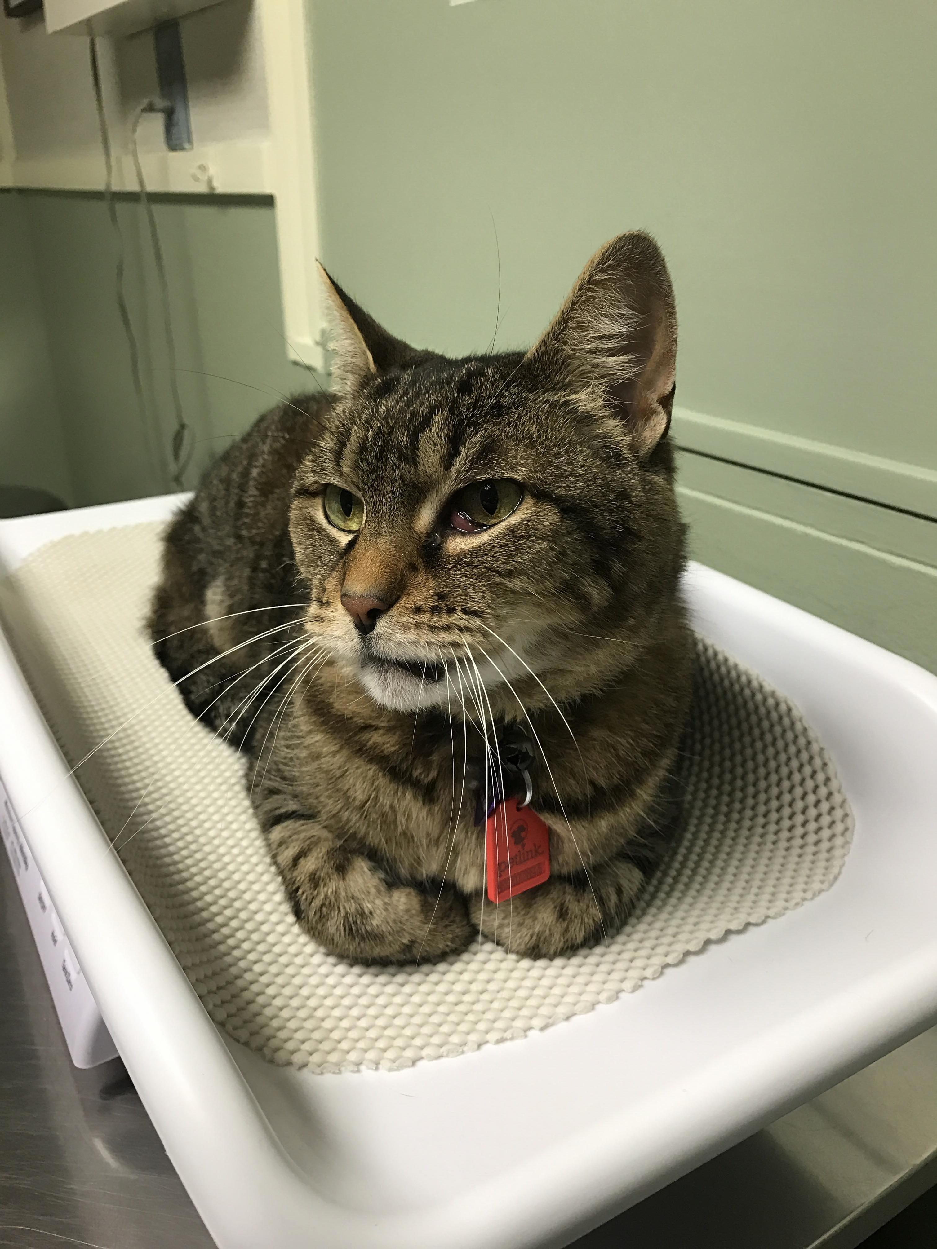 Johnson the Cat Had a Vet Visit Today for an Eye Infection. He Is Such a Handsome Little Stud
