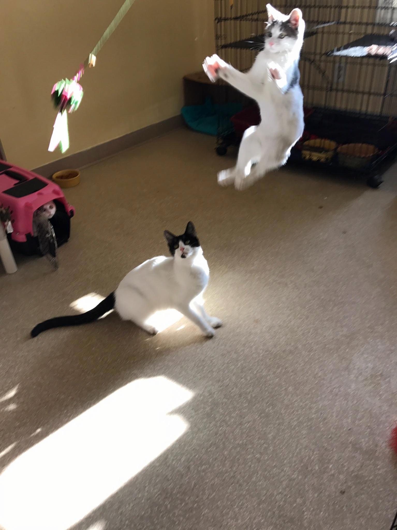 Jumping Into the Week Like...
