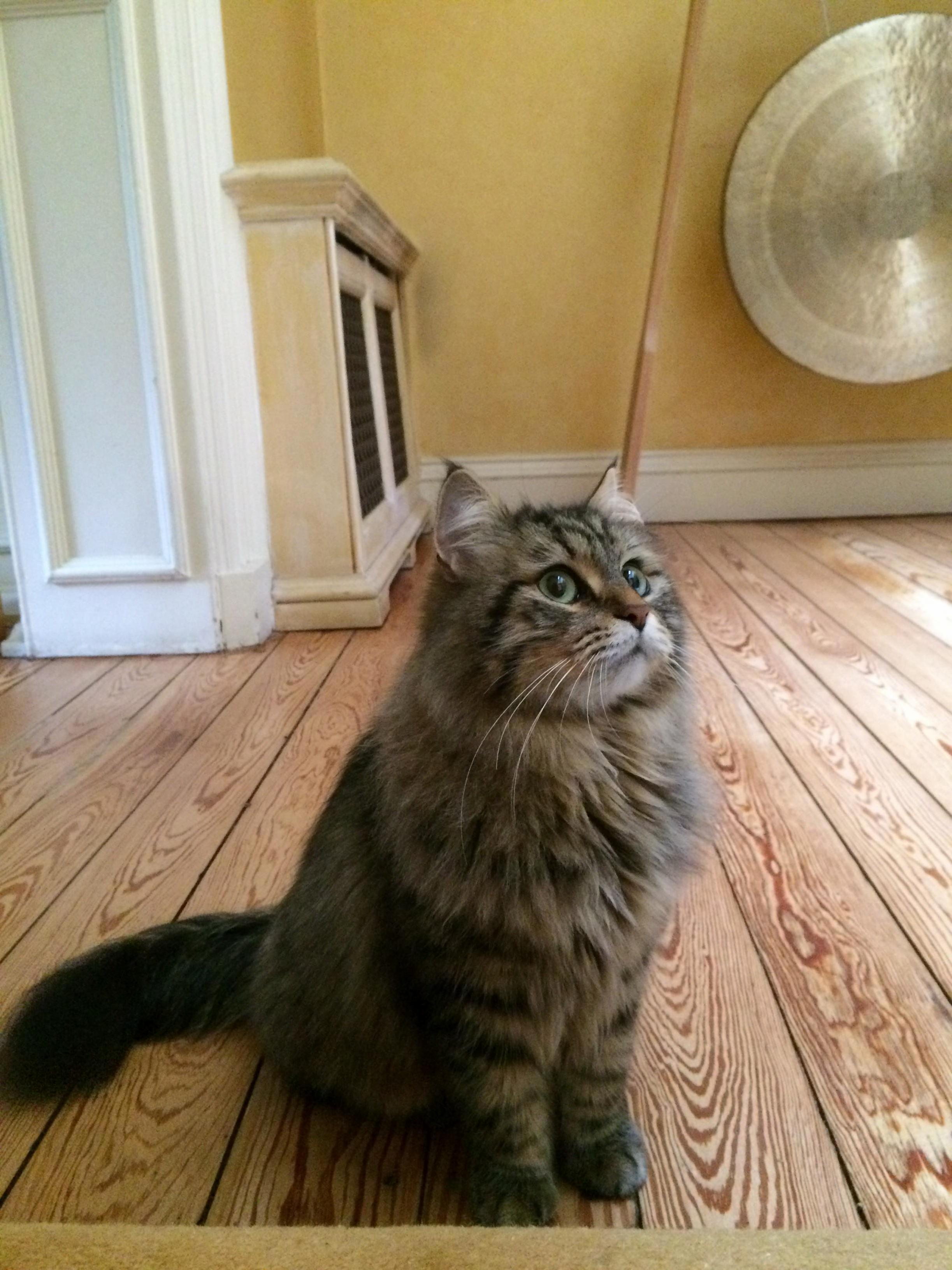 Juno Forever Aloof