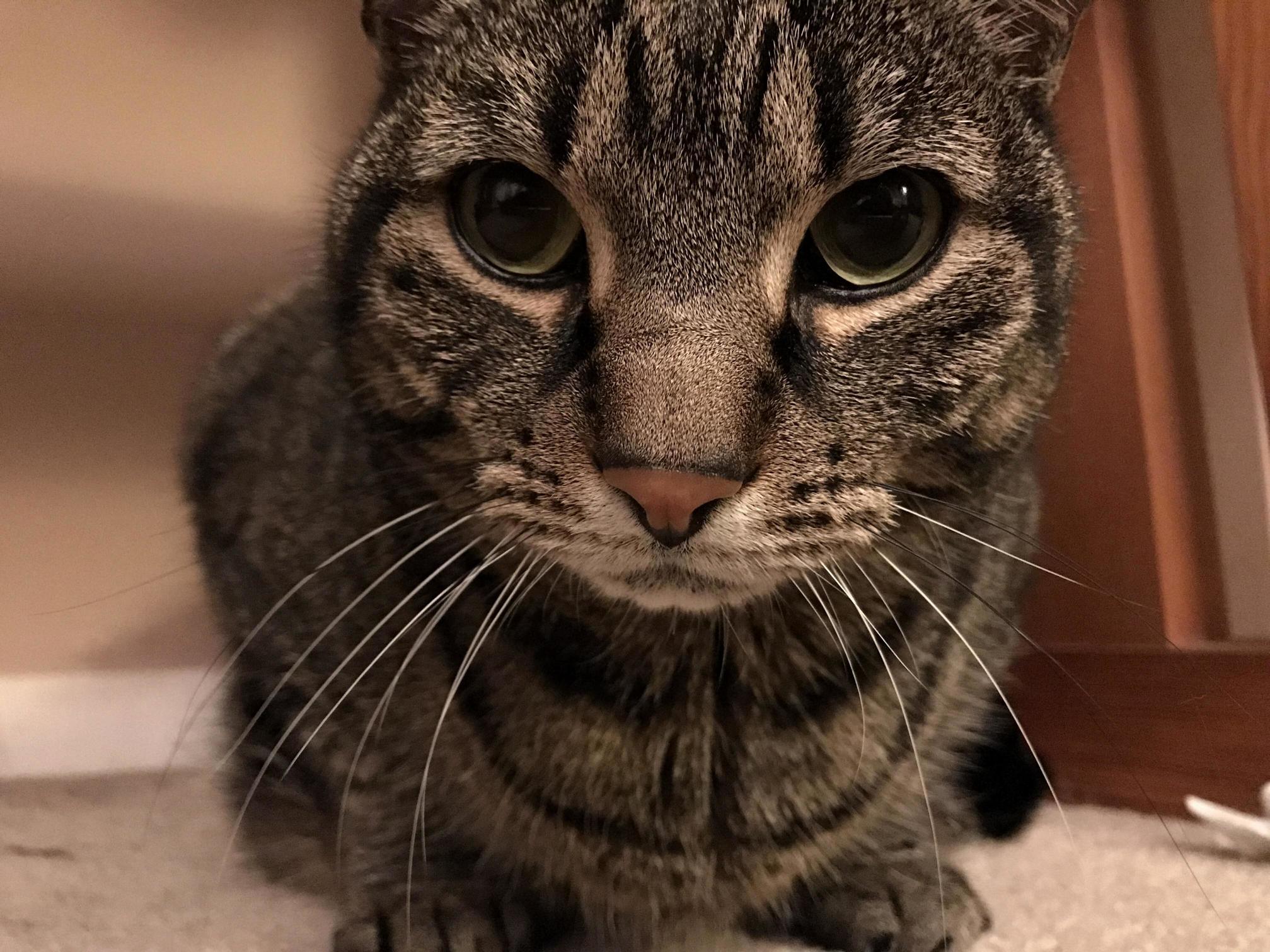 Just Being a Kitty. Hanging Out Under the Desk.