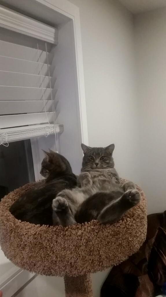 Just Chillin After Supper