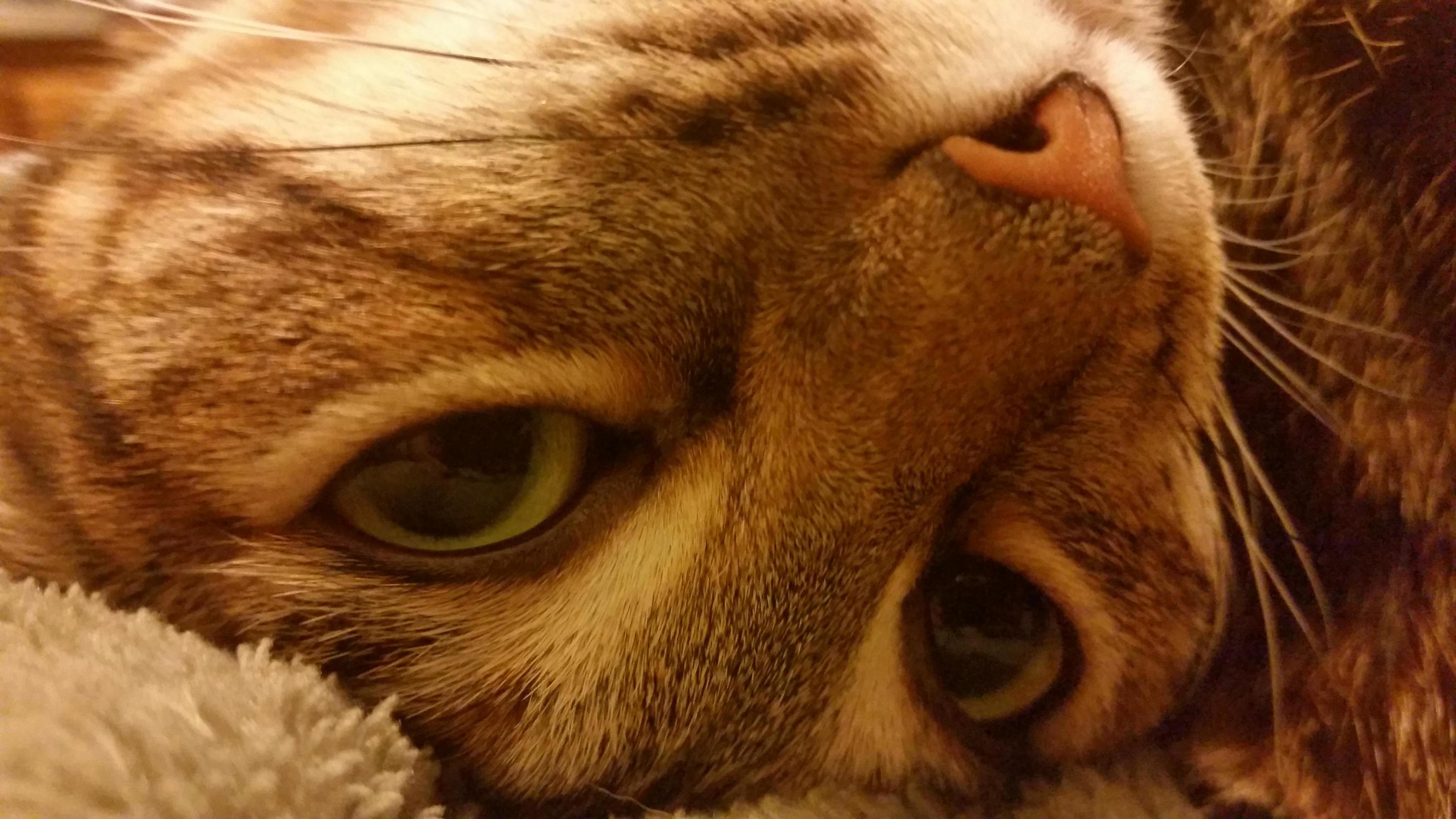 Just My Cat