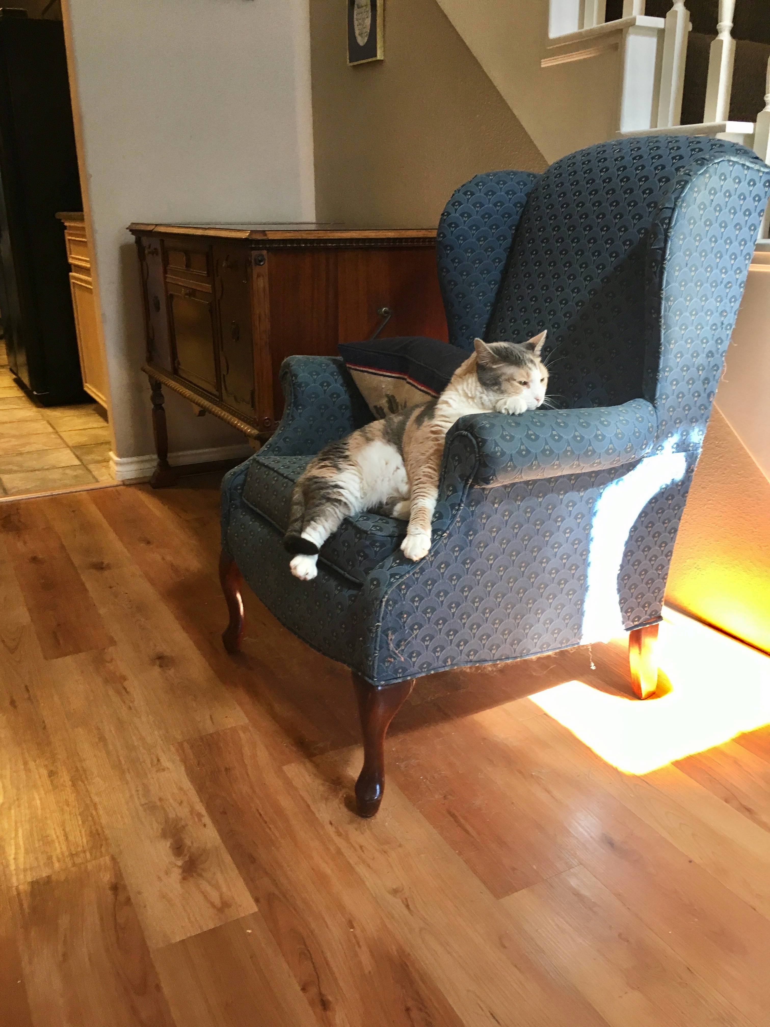 Just Now Got This Image of My Cat Callie. Check Out Her Pose Sorry About the Distance I Was Lazy and Didnt Want to Get Up.
