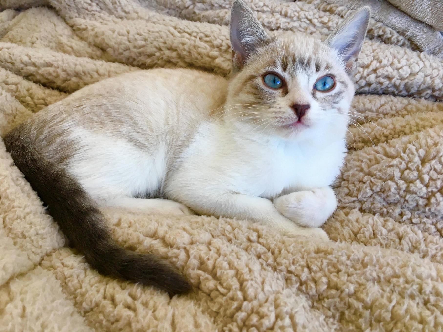 Kessi - She Is My First Cat We Are in Love.