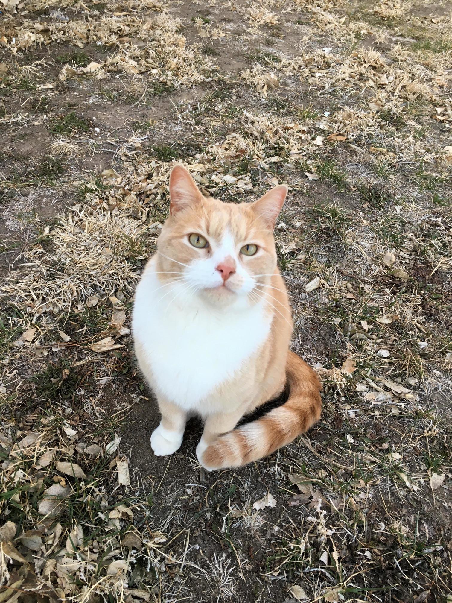 Kevin the Neighborhood Cat Came Over for a Visit Today