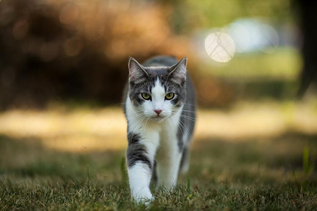 King of the Backyard My Cat Koki