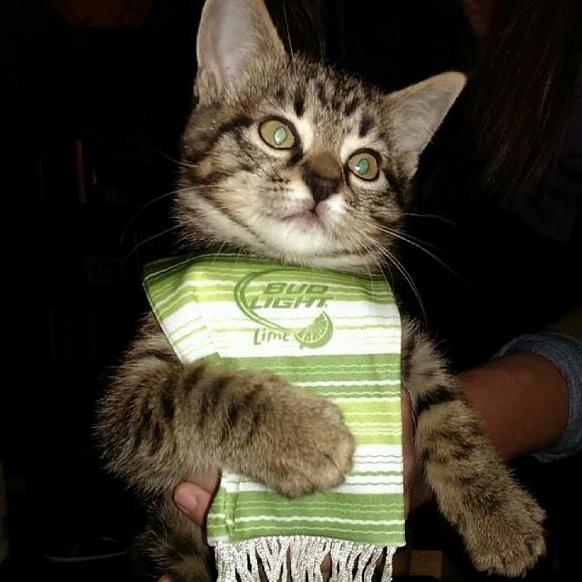 Kitten Poncho
