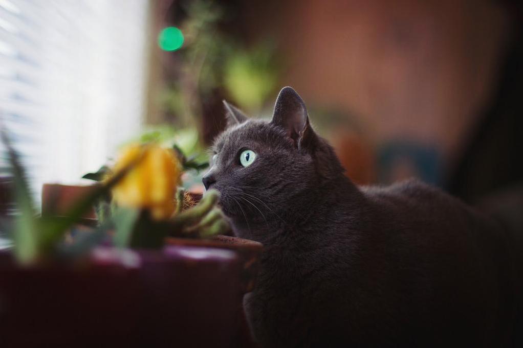 Kitty in Her Indoor Jungle