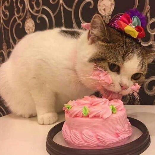 Kitty Loves Cake