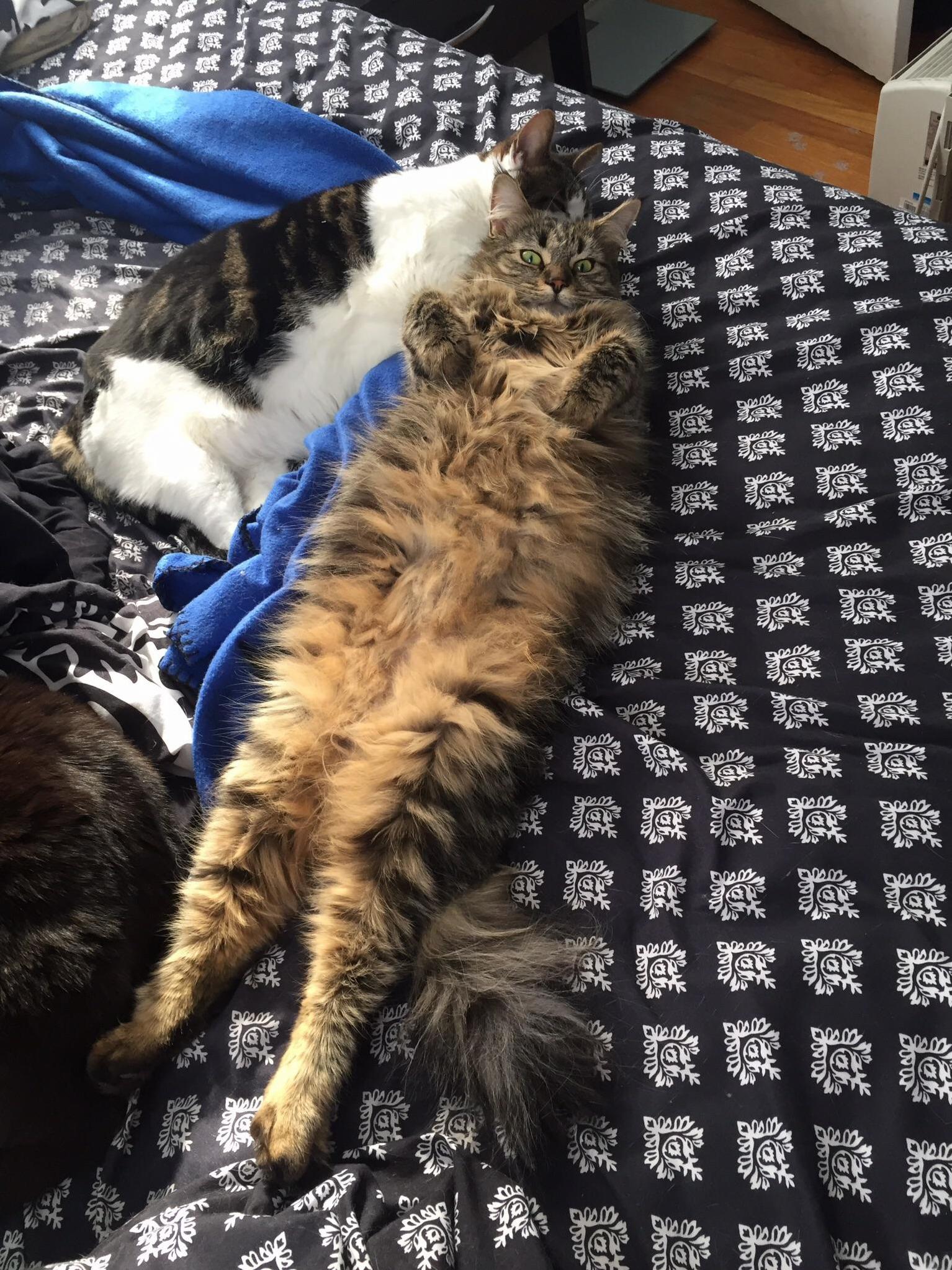 L O N G G I R L