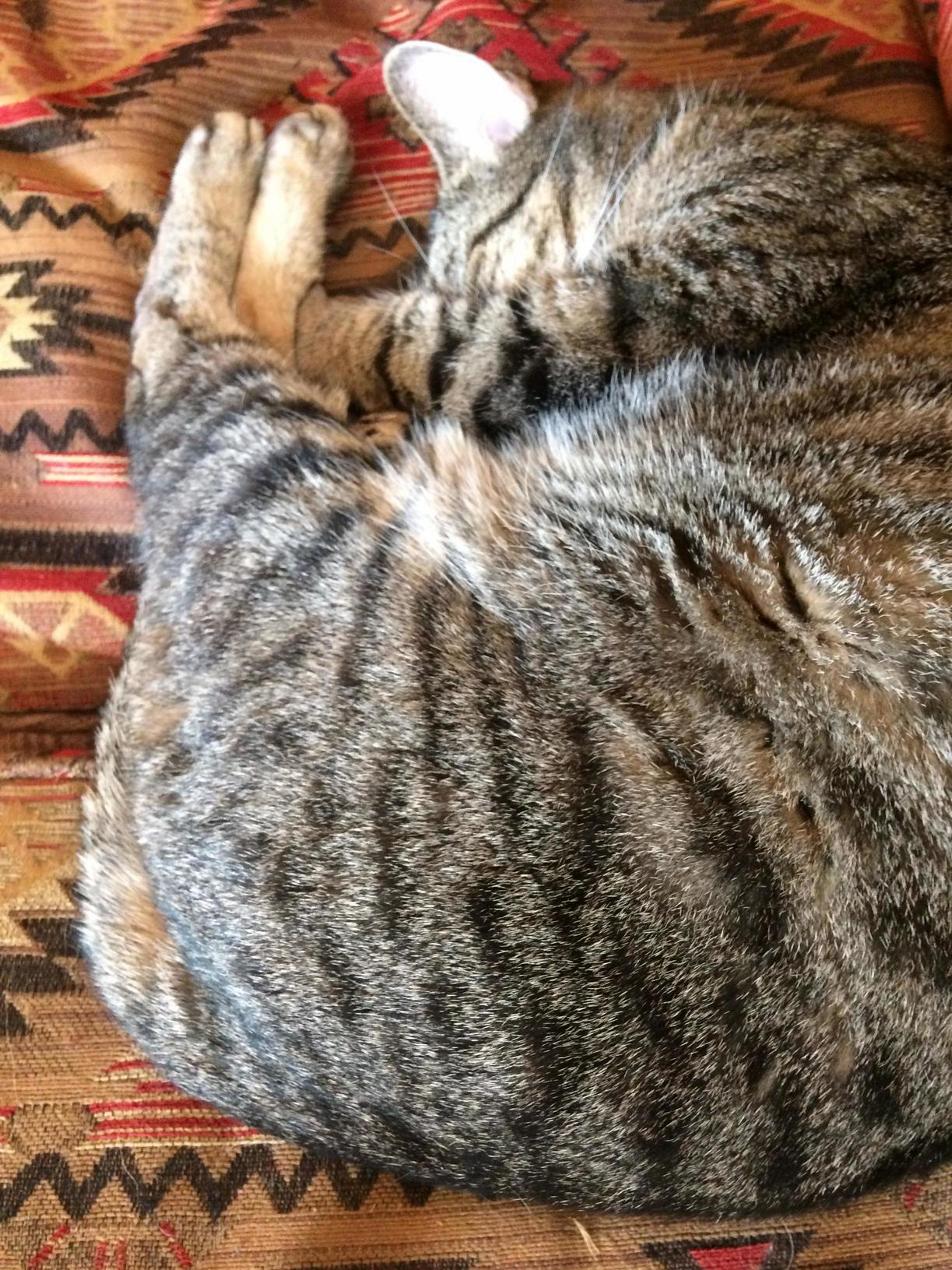 Lazy Cat Is Lazy.