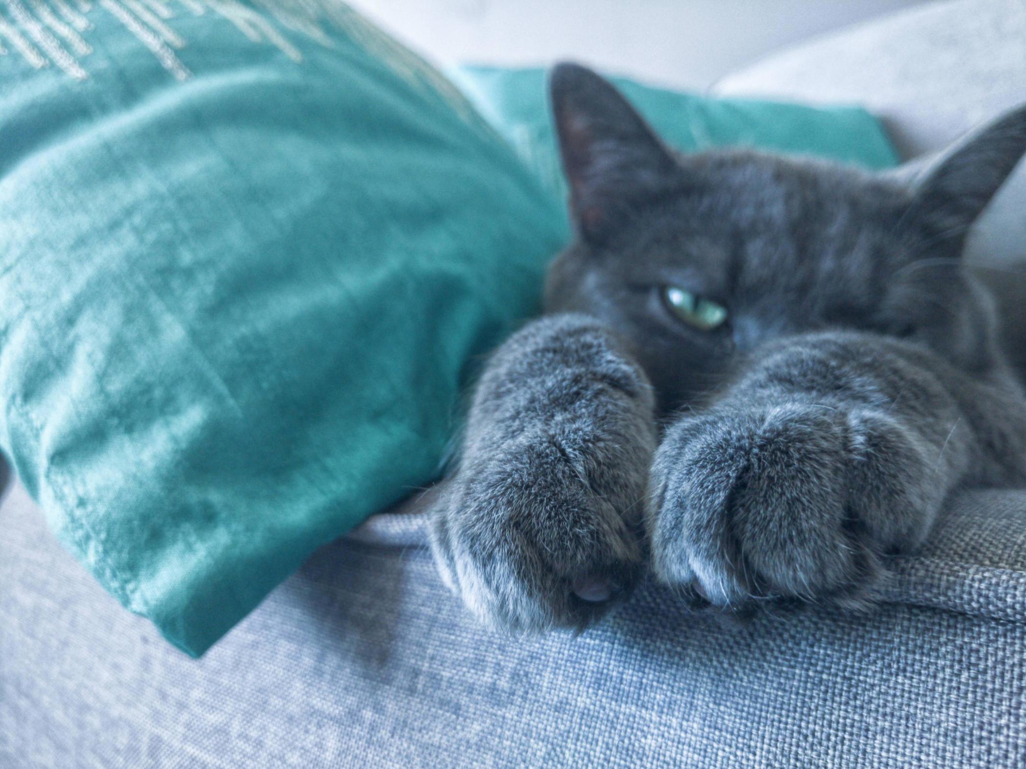 Lazy Paws
