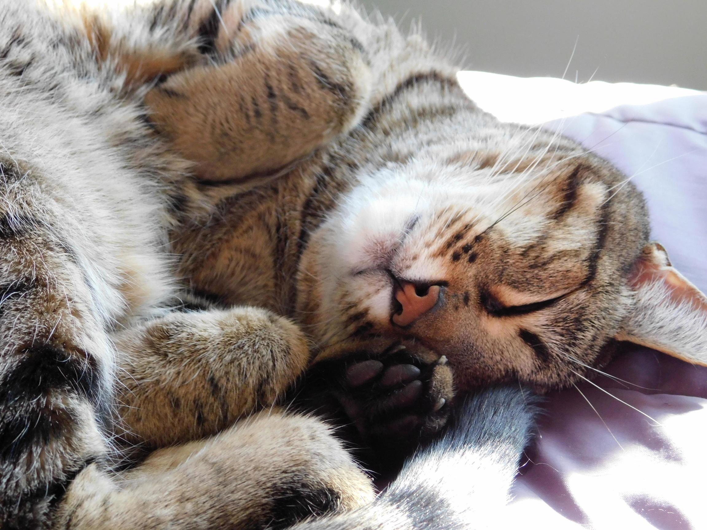 Lazy Sunday Morning