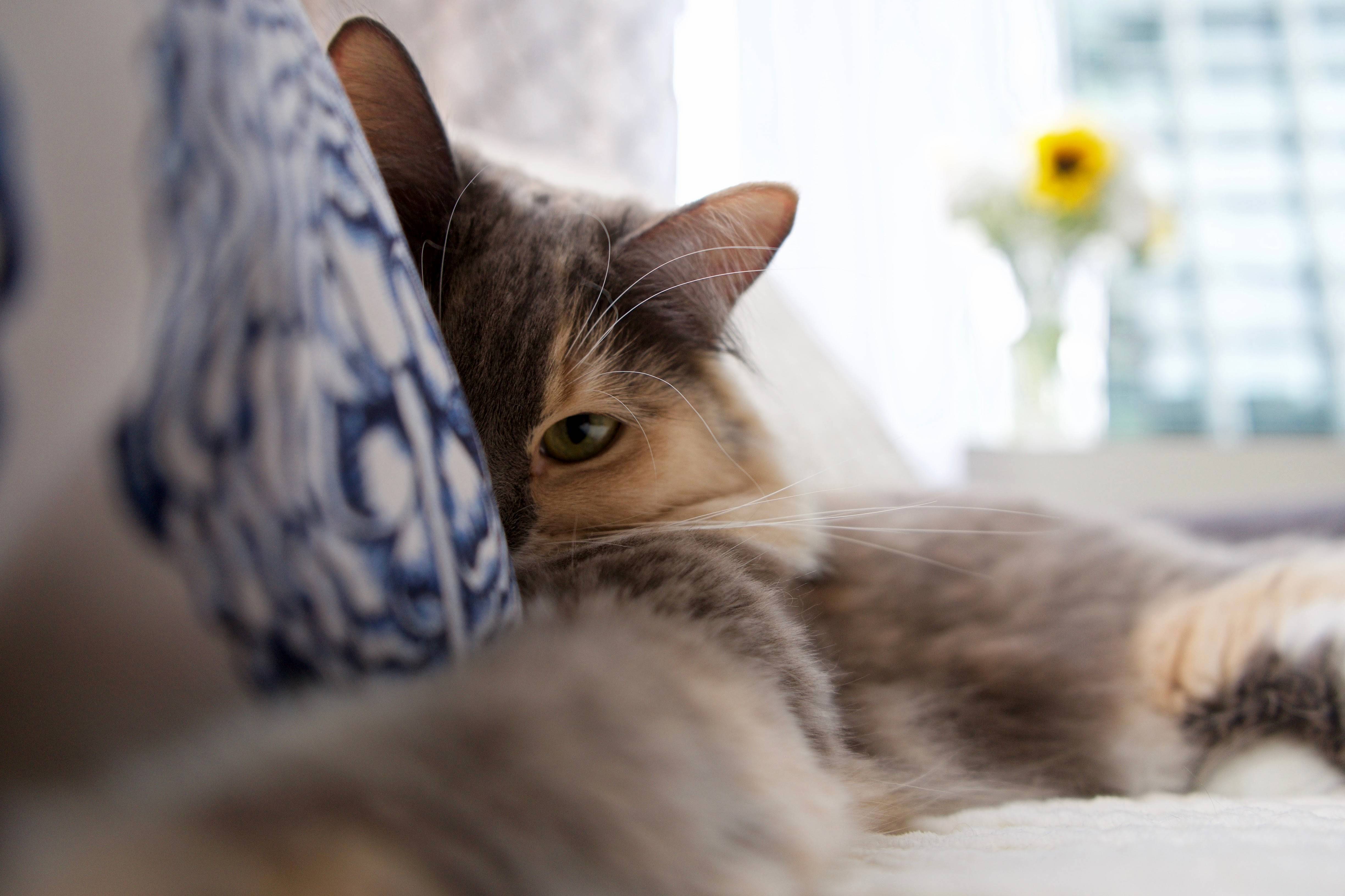 Lazy Sunday