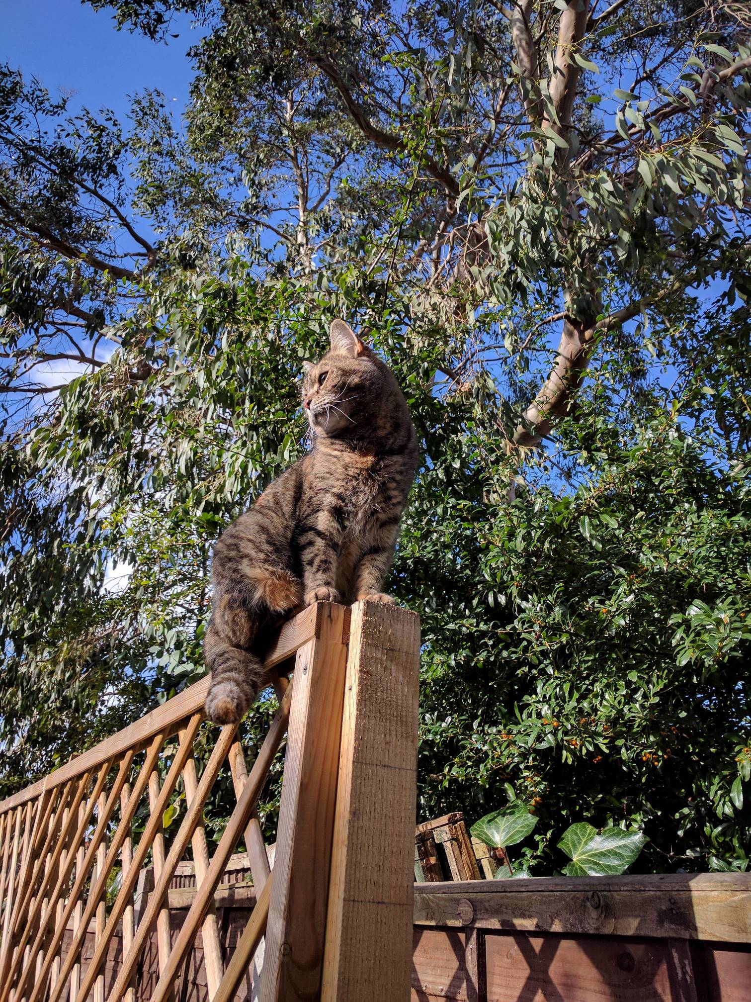 Leela Climbs the Trellis
