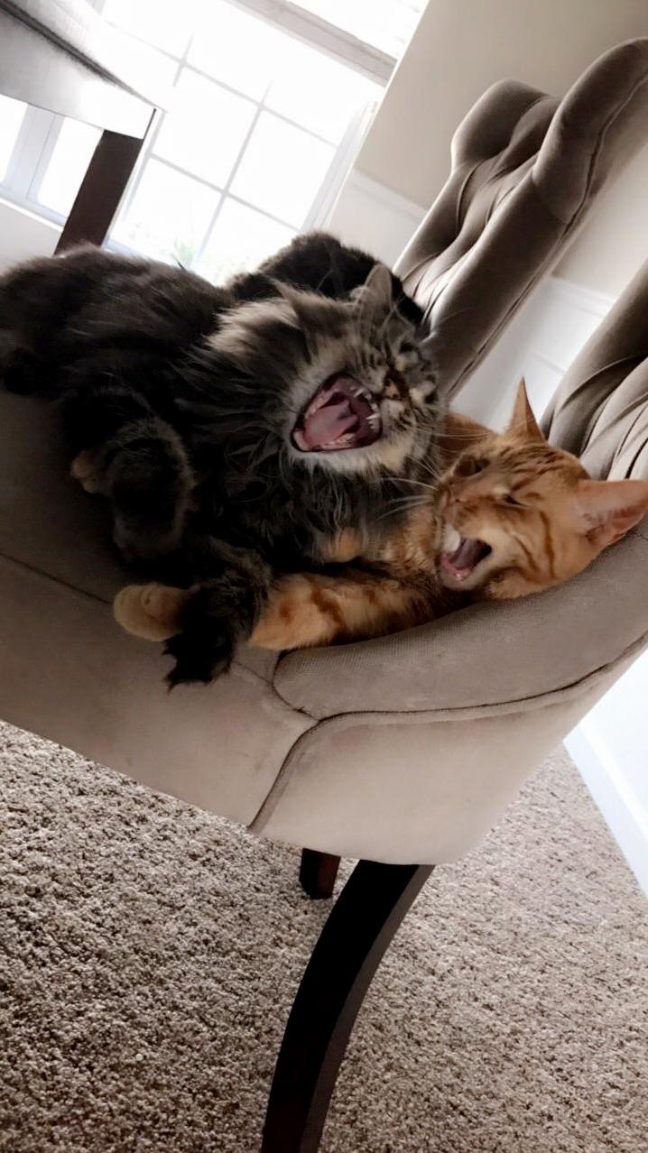 Leia and Tormund Giantsbane Werent Ready for Monday.